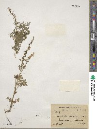 Corydalis stewartii image