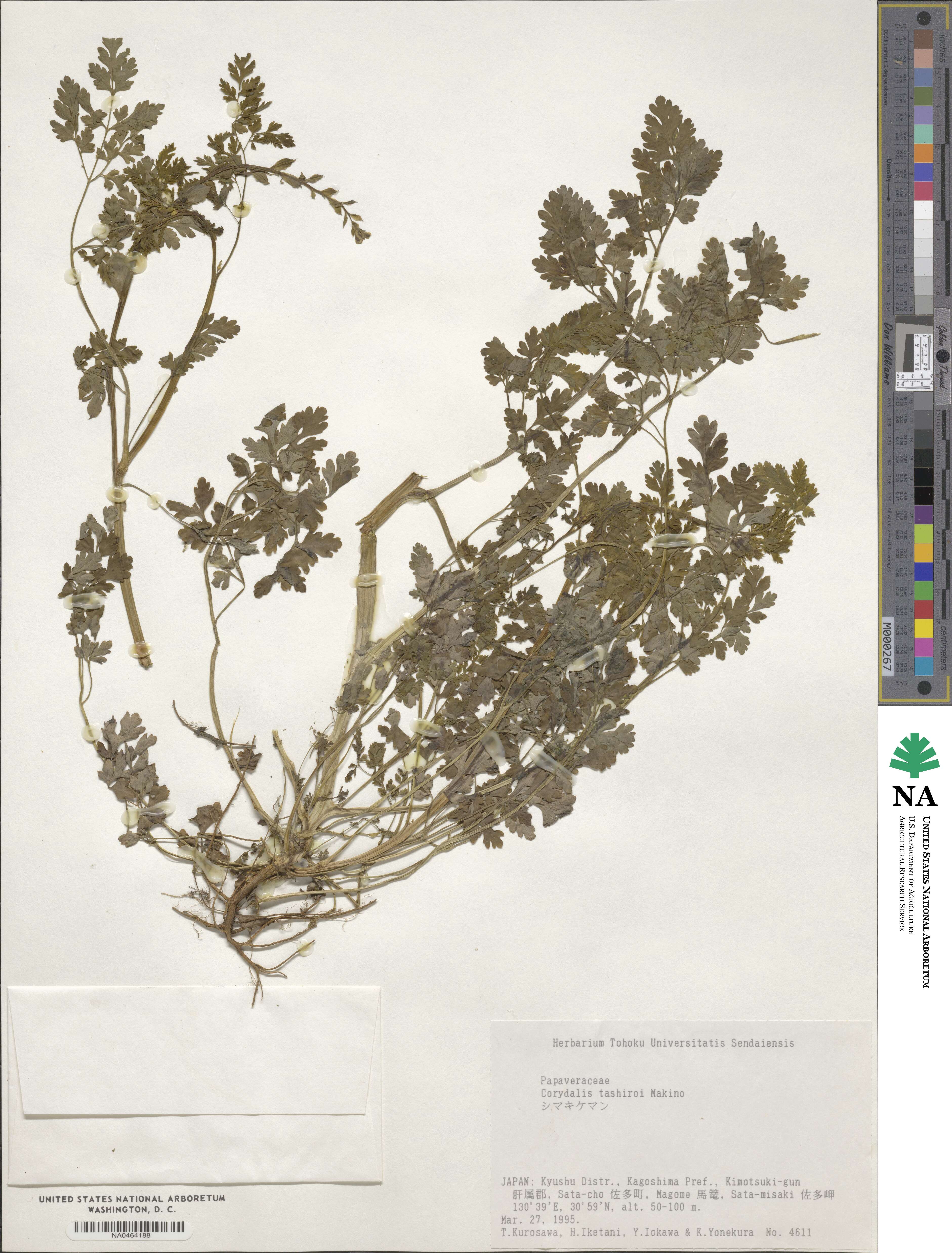 Corydalis balansae image