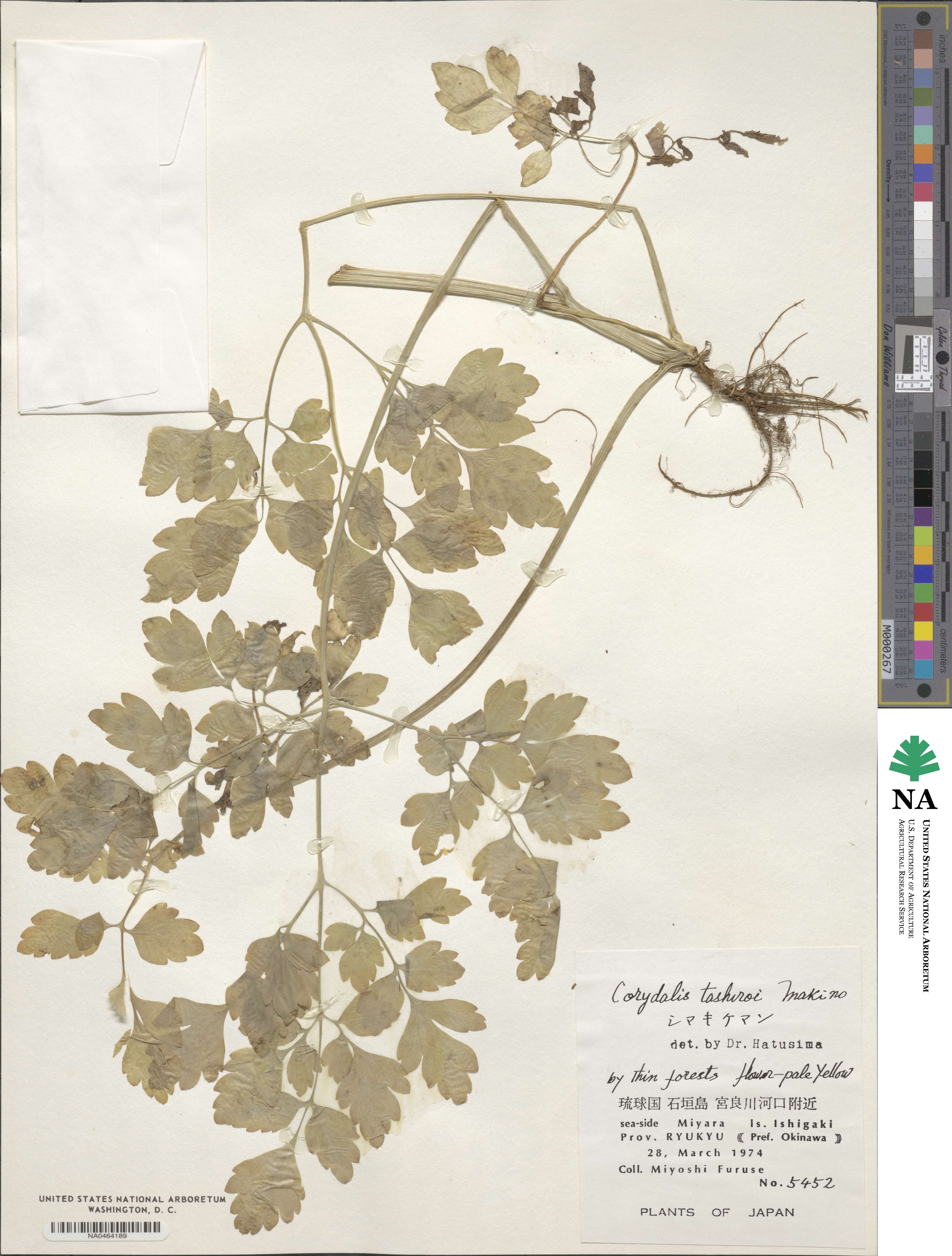 Corydalis balansae image