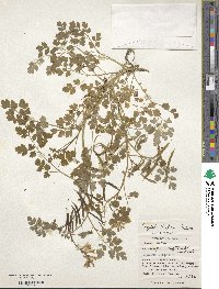 Corydalis balansae image