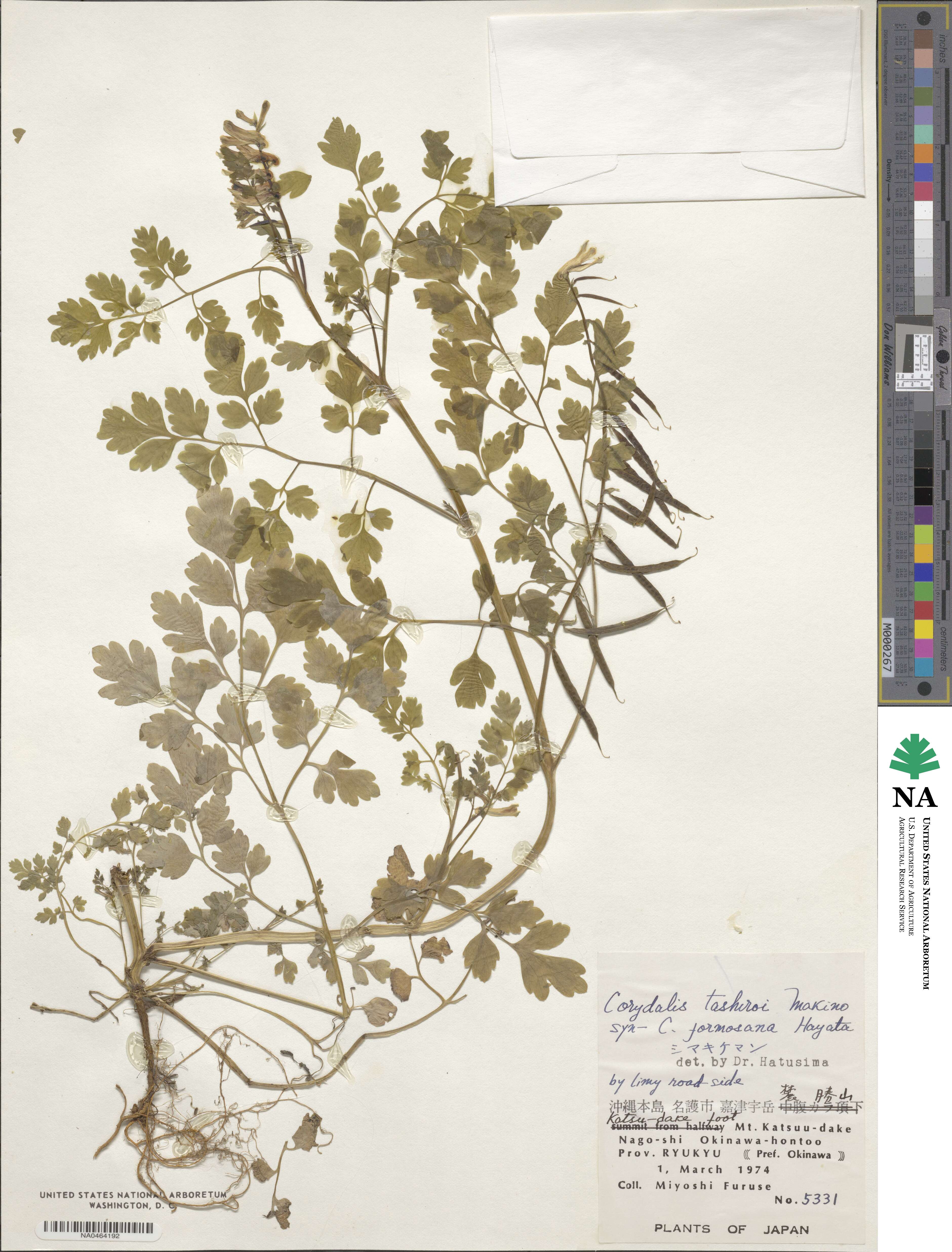 Corydalis balansae image