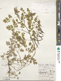 Corydalis balansae image