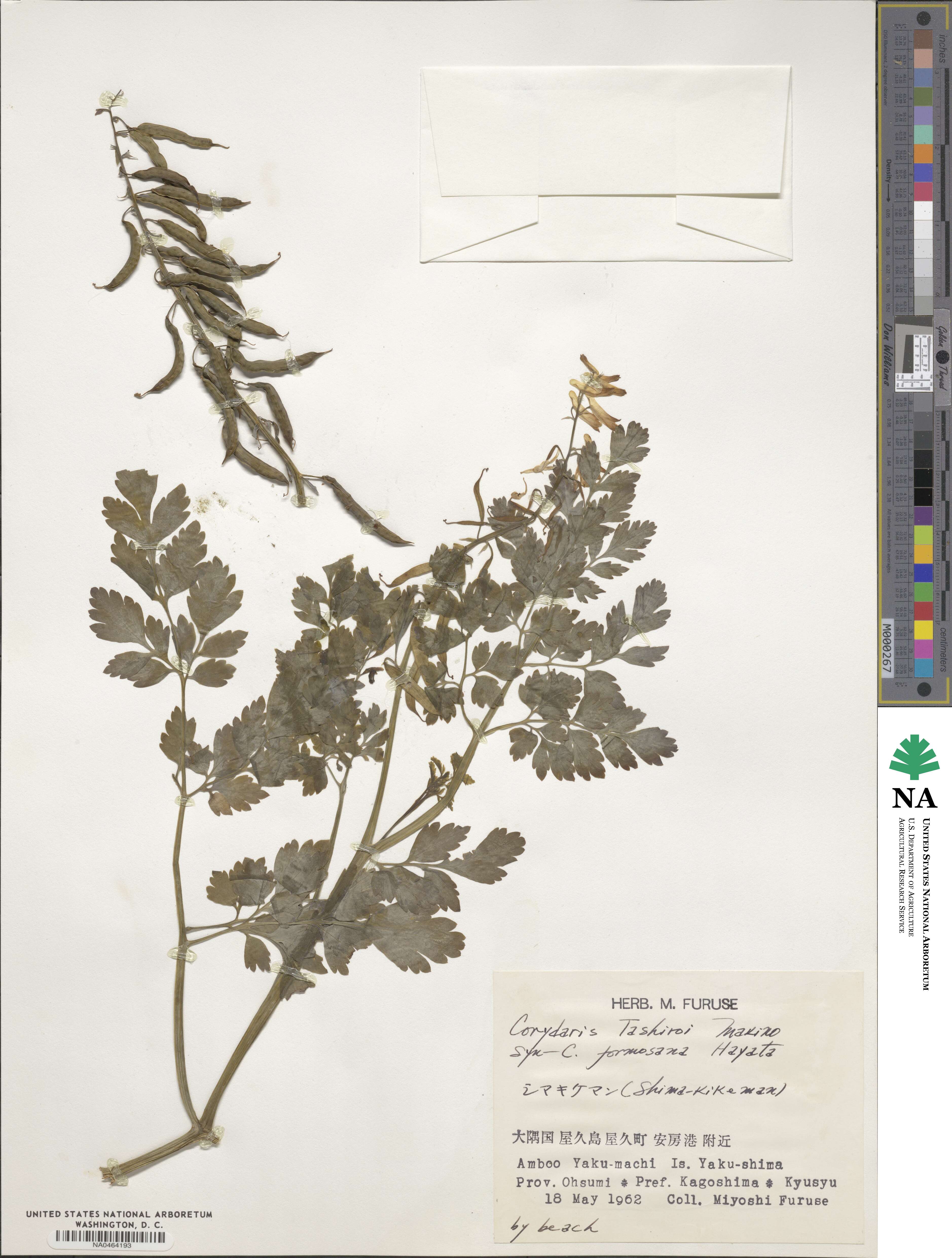 Corydalis balansae image