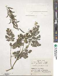 Corydalis balansae image