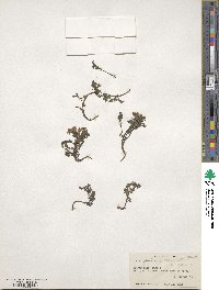Corydalis tibetica image