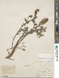 Corydalis tibetica image