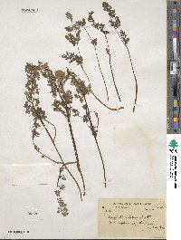 Corydalis tibetica image
