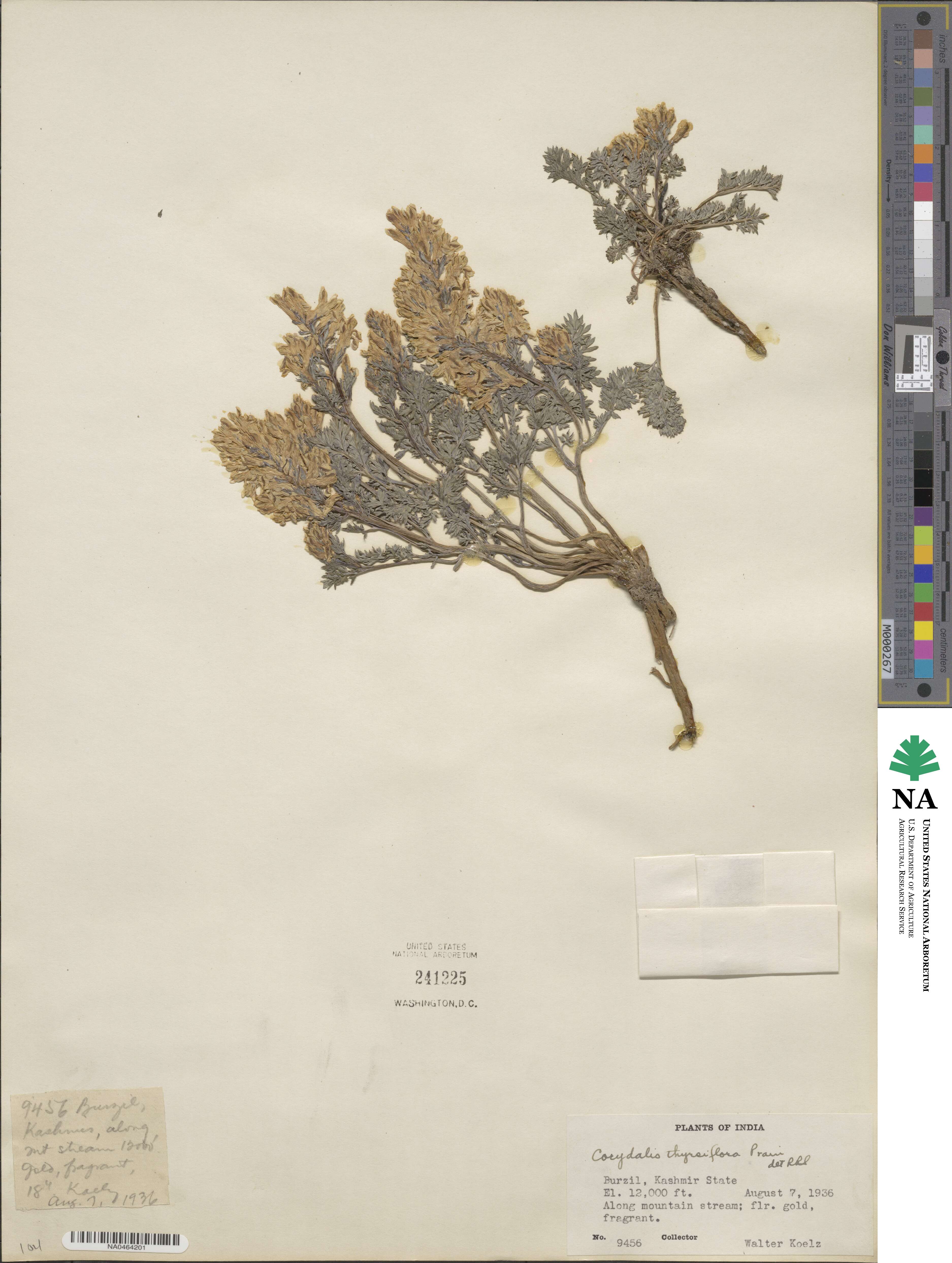 Corydalis thyrsiflora image