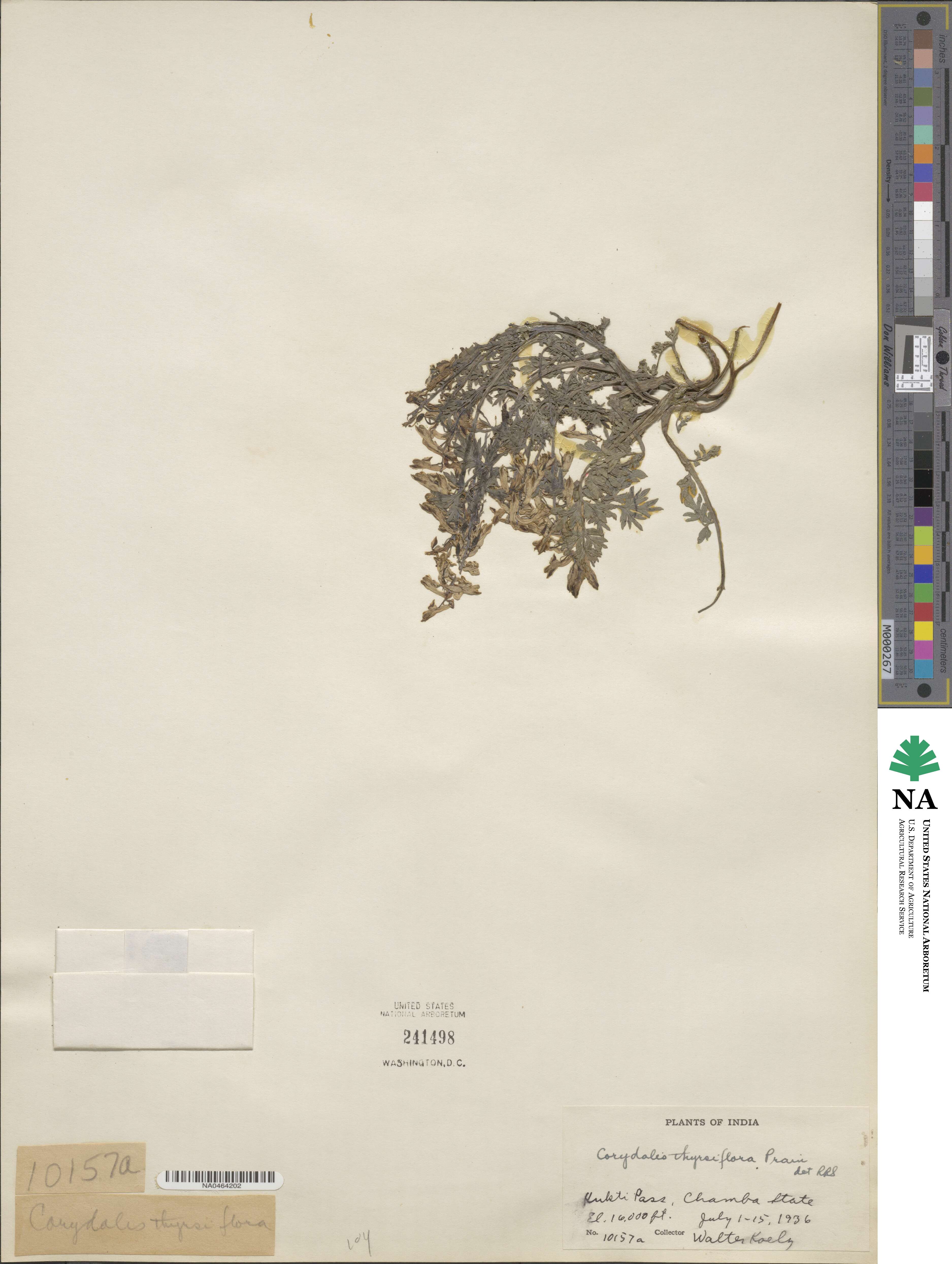 Corydalis thyrsiflora image