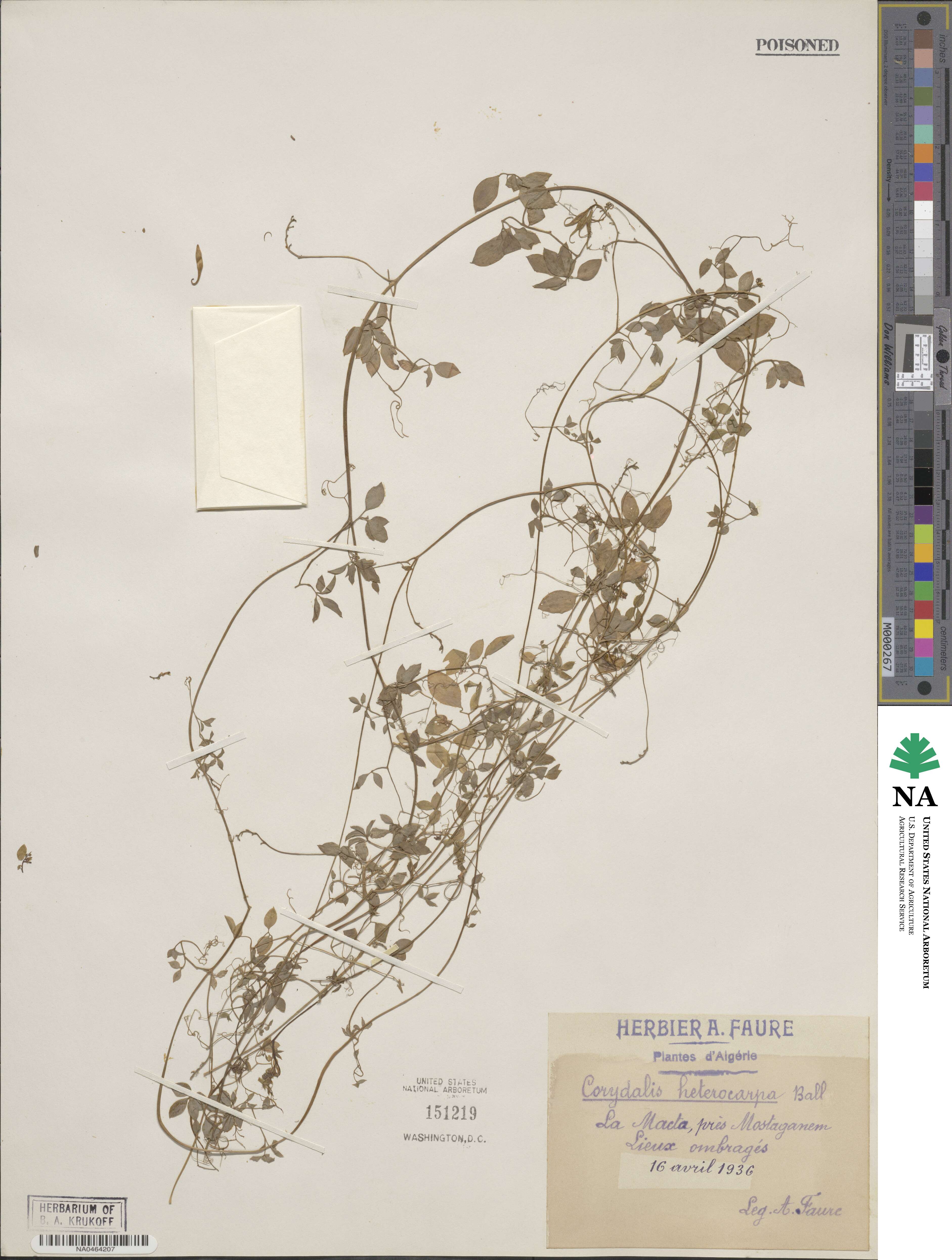 Corydalis heterocarpa image
