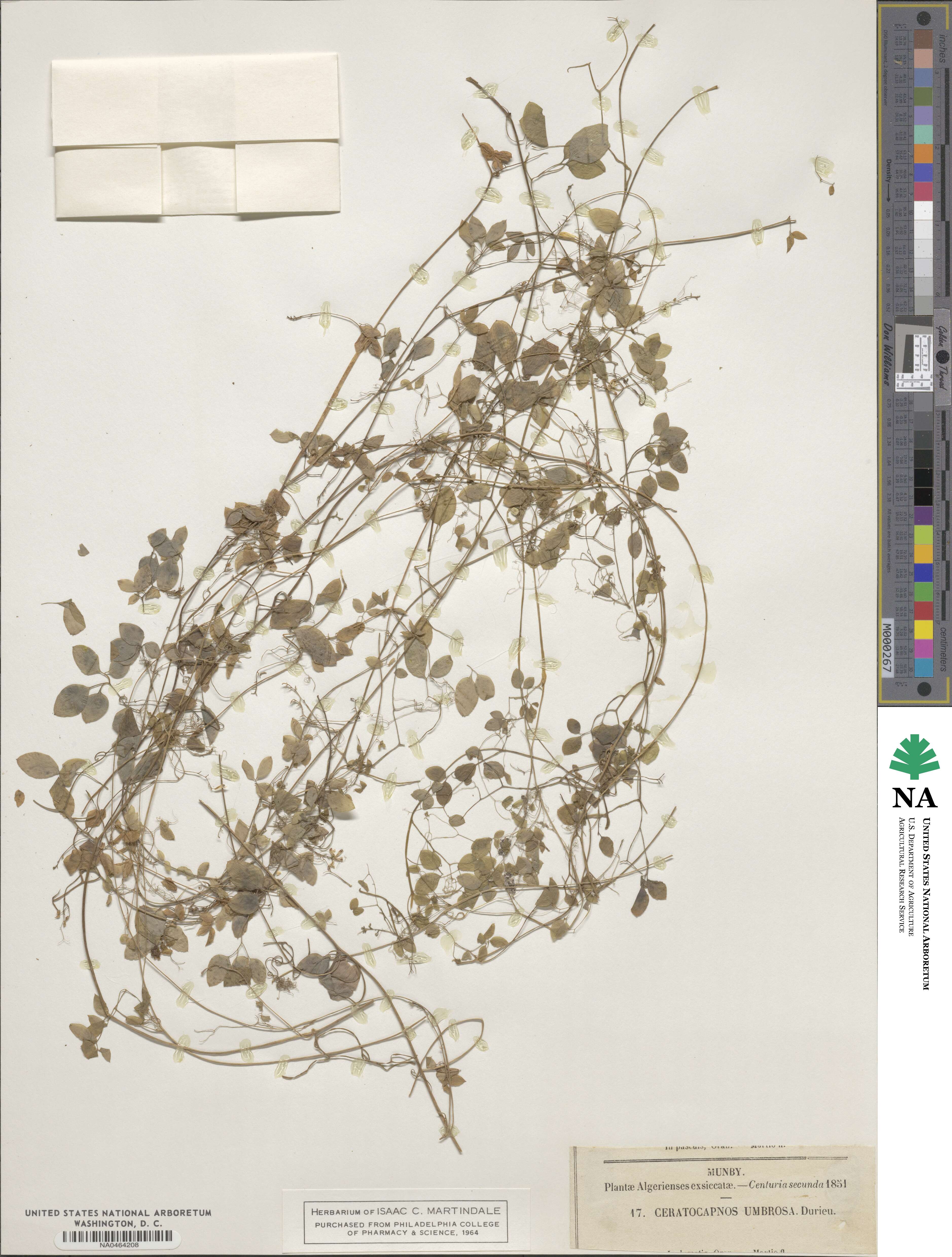 Corydalis heterocarpa image