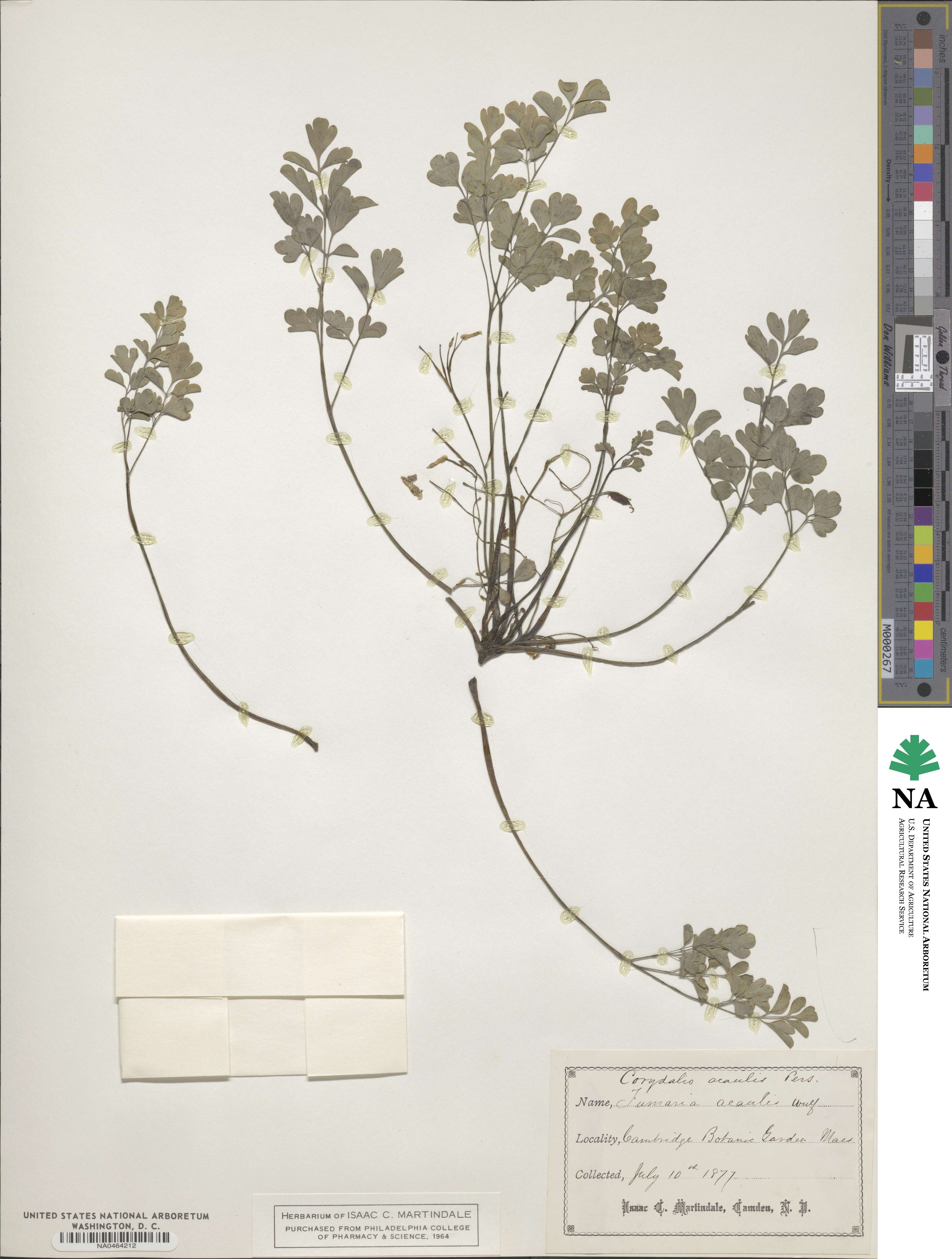 Pseudofumaria alba subsp. acaulis image