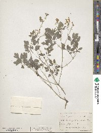 Corydalis aurea image