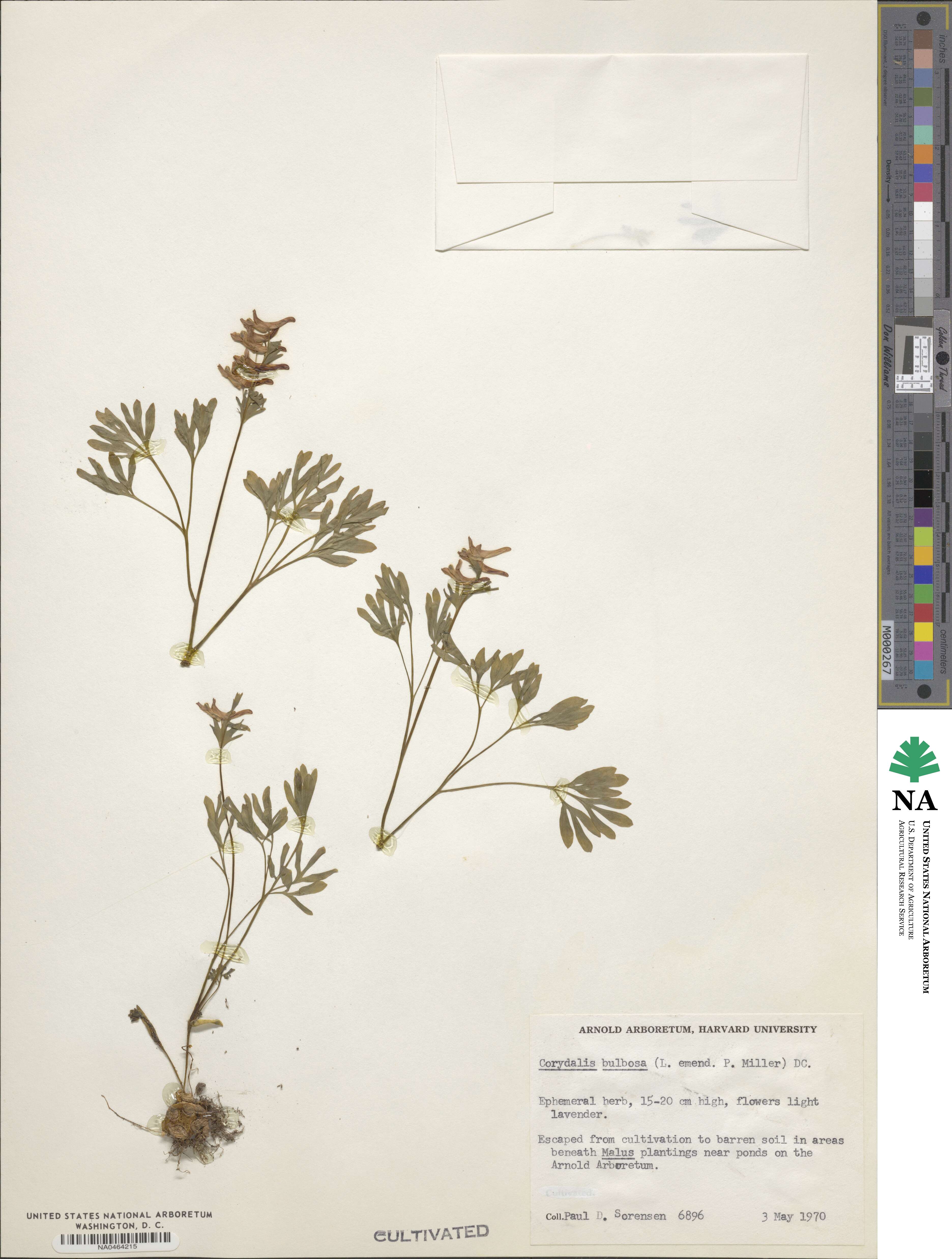 Corydalis bulbosa image