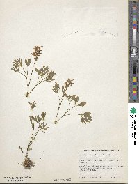 Corydalis bulbosa image