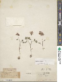 Corydalis bulbosa image