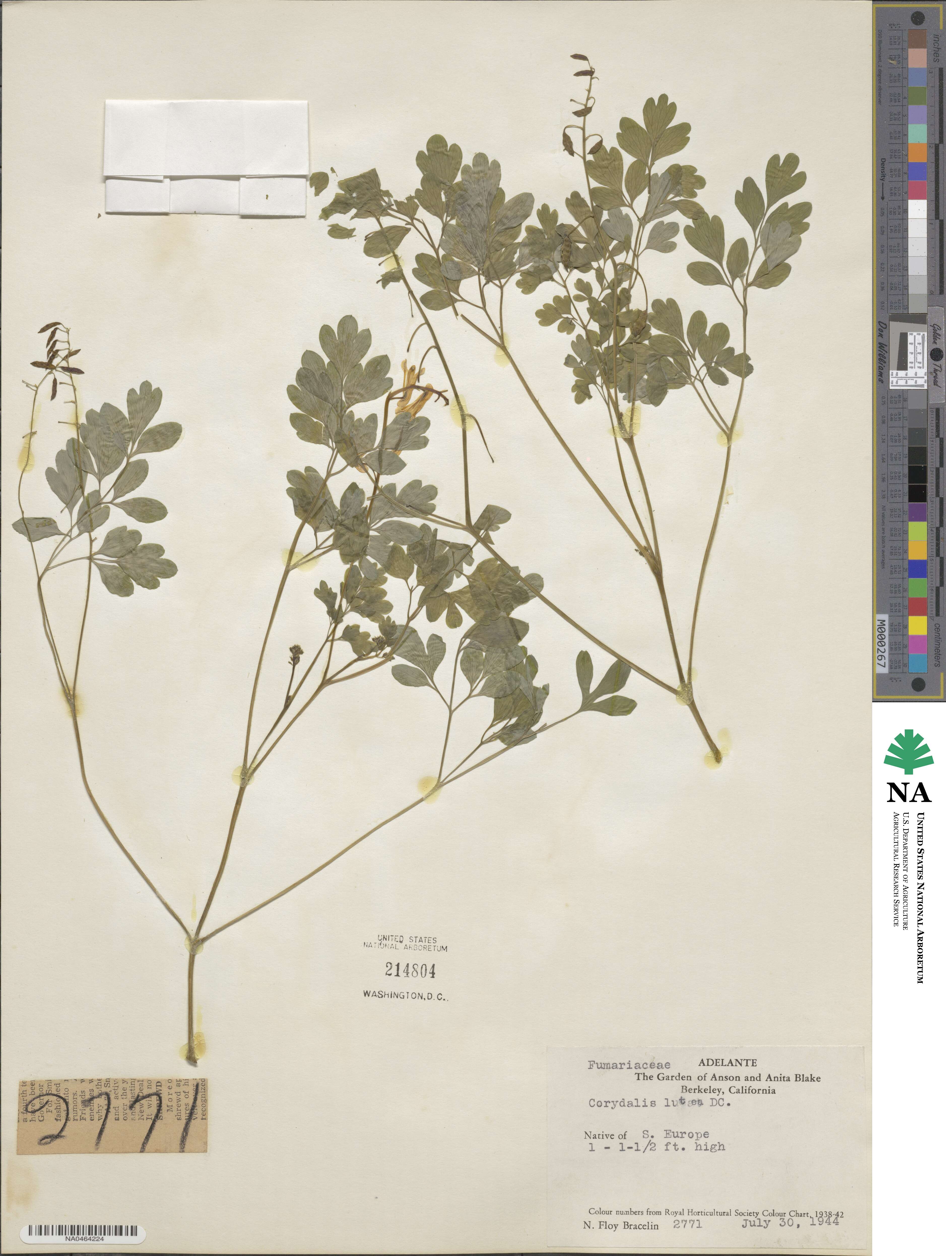 Pseudofumaria lutea image