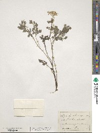 Corydalis ochroleuca image