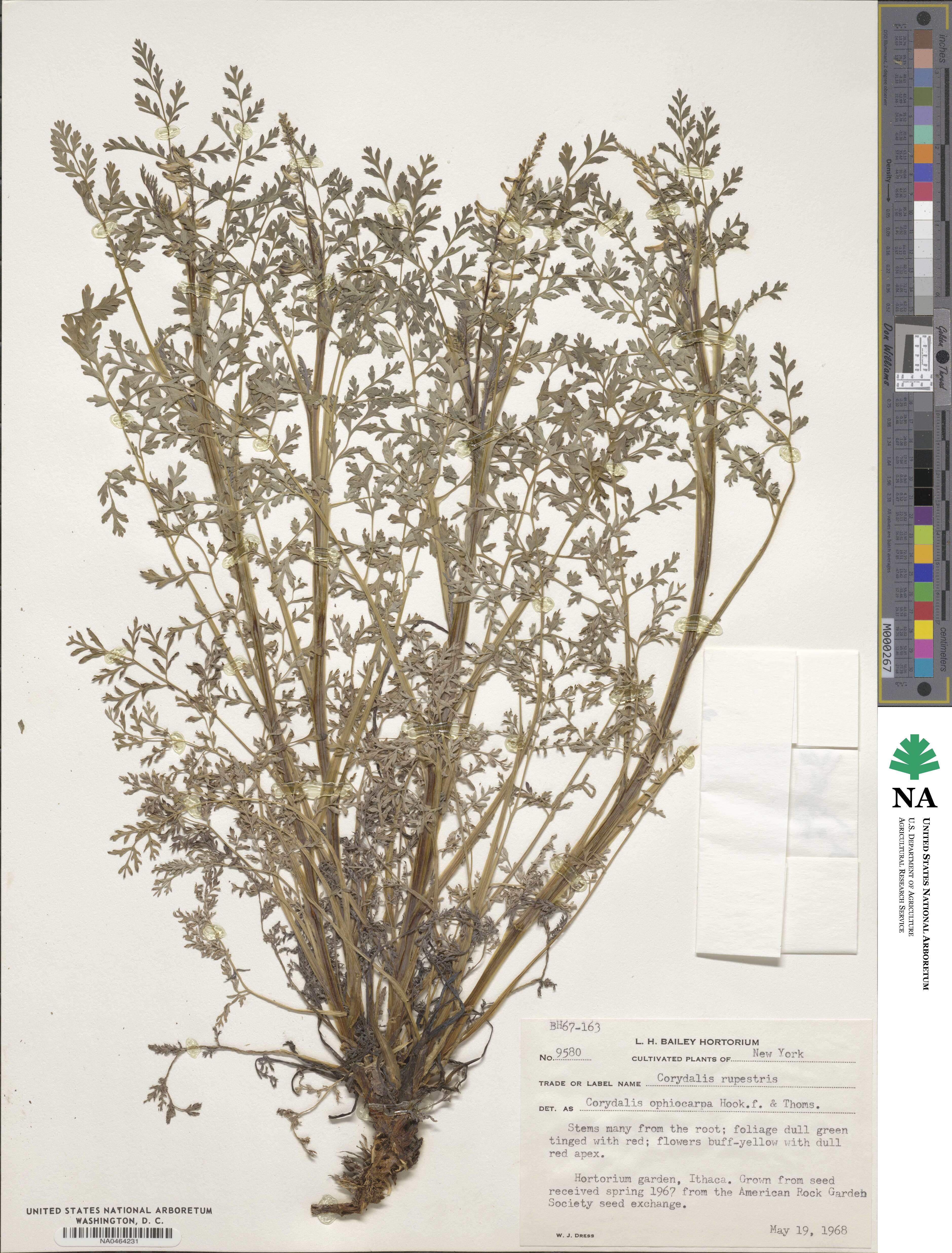Corydalis rupestris image
