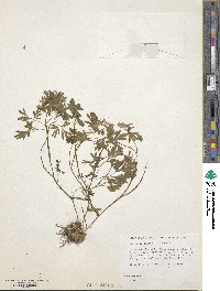 Corydalis solida image