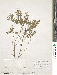 Corydalis solida image