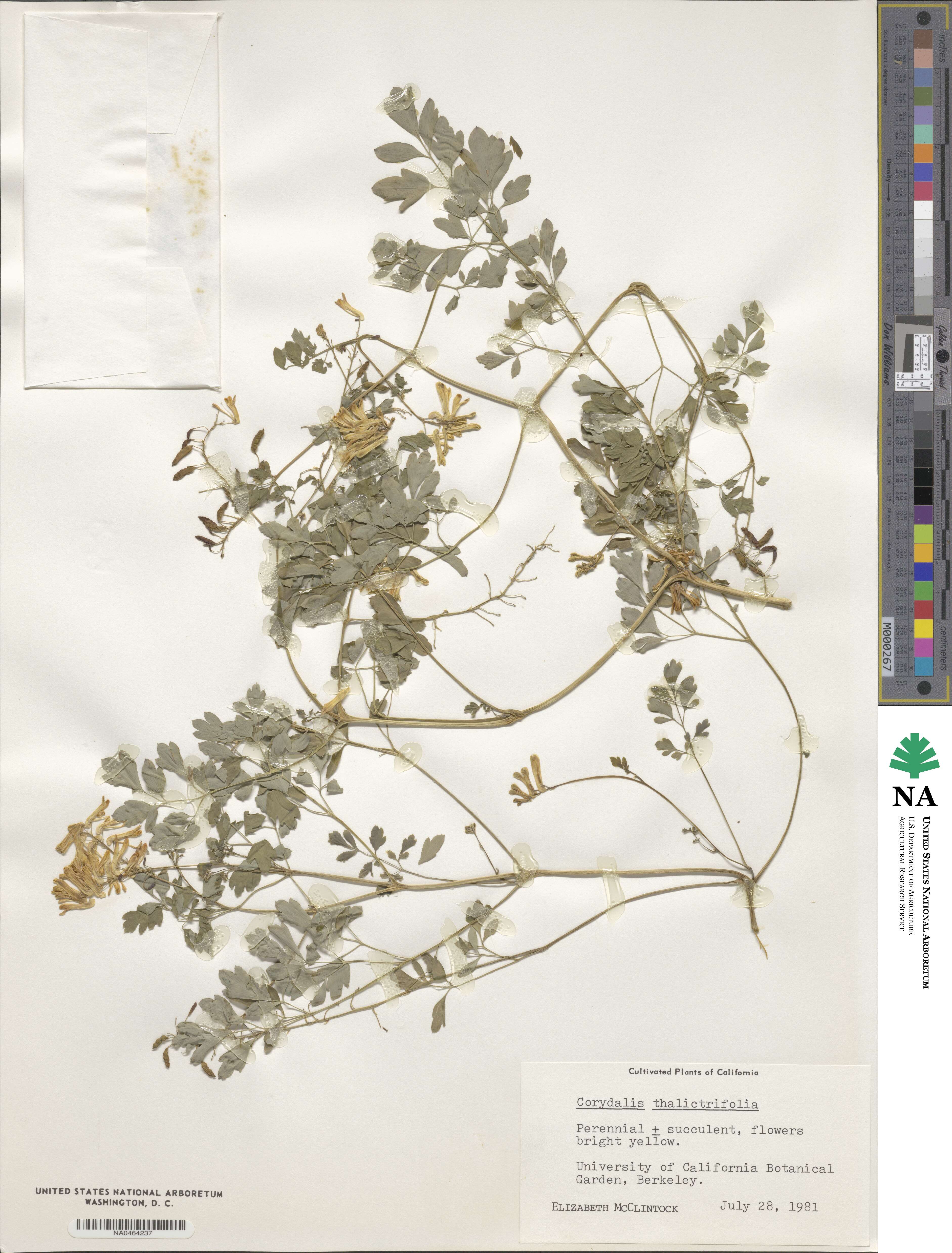 Corydalis thalictrifolia image