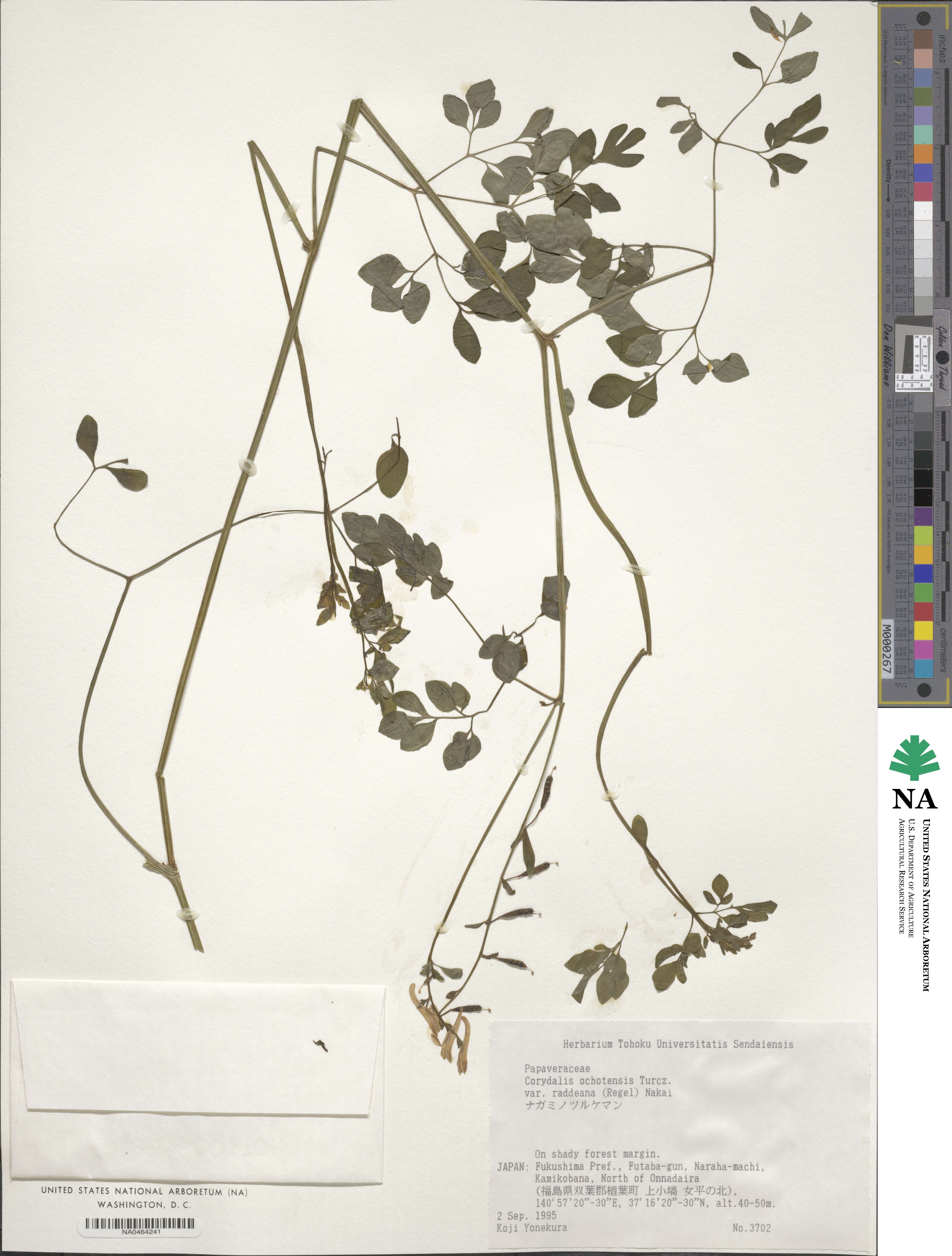 Corydalis ochotensis image