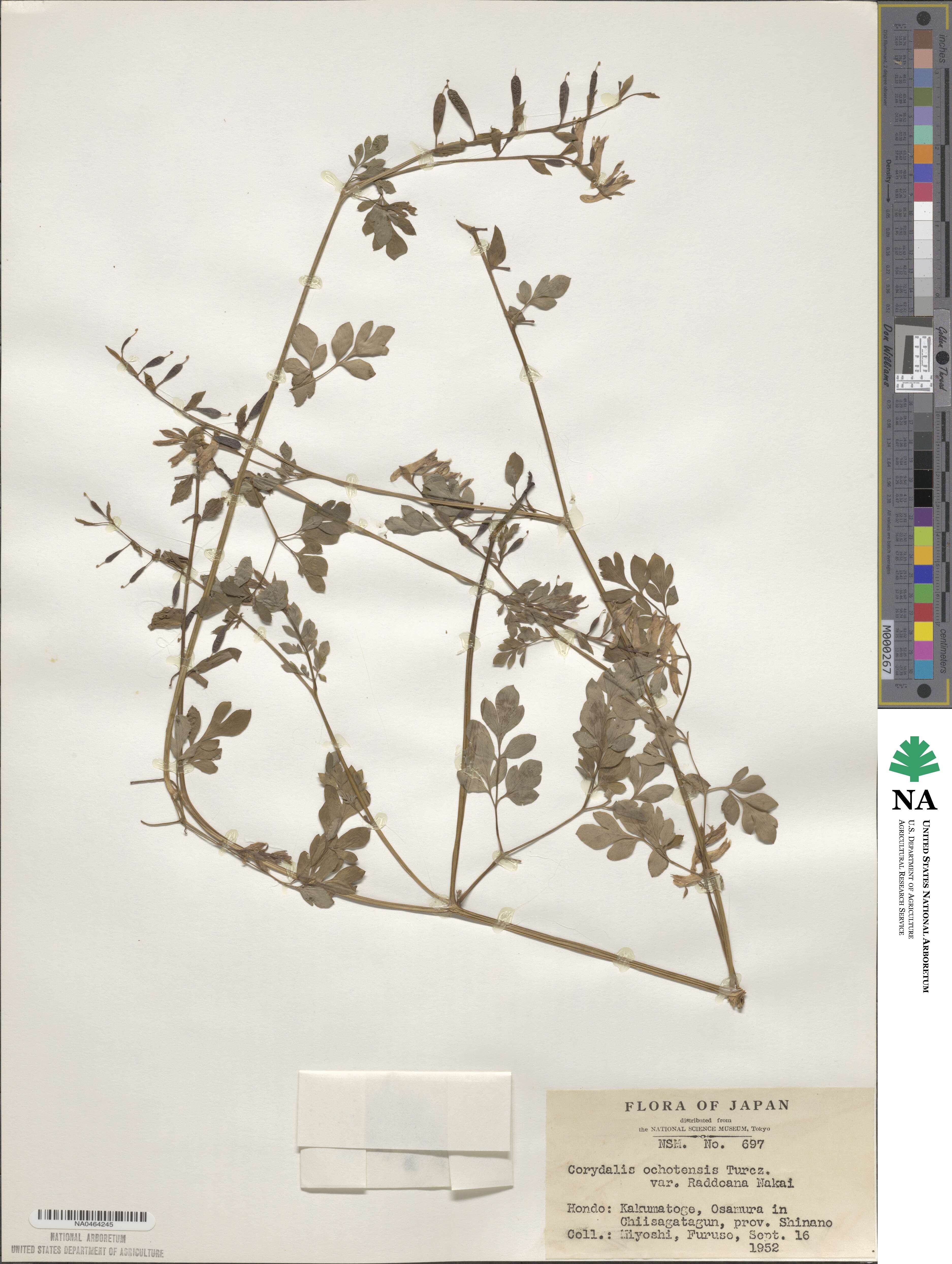 Corydalis raddeana image