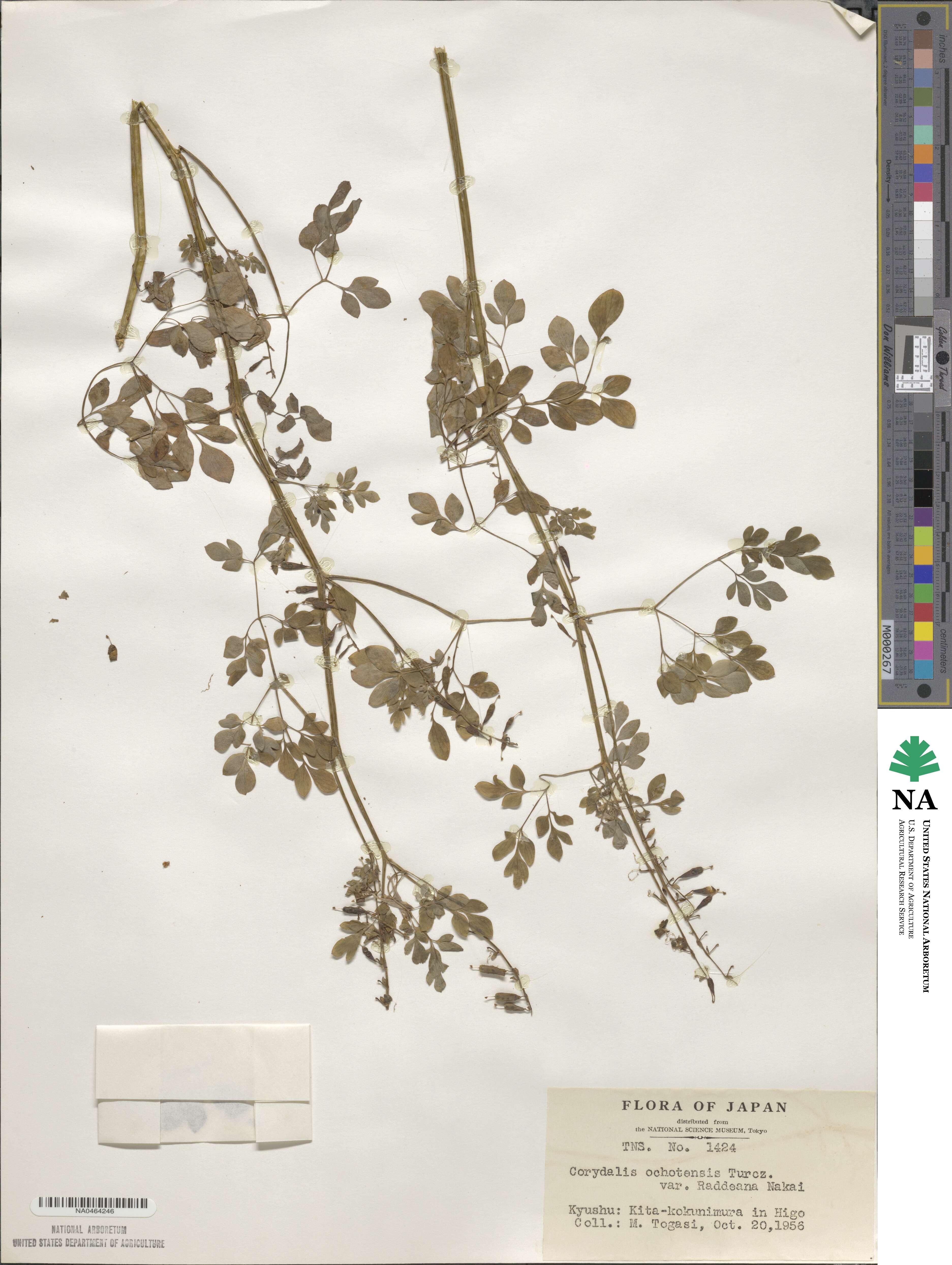 Corydalis raddeana image