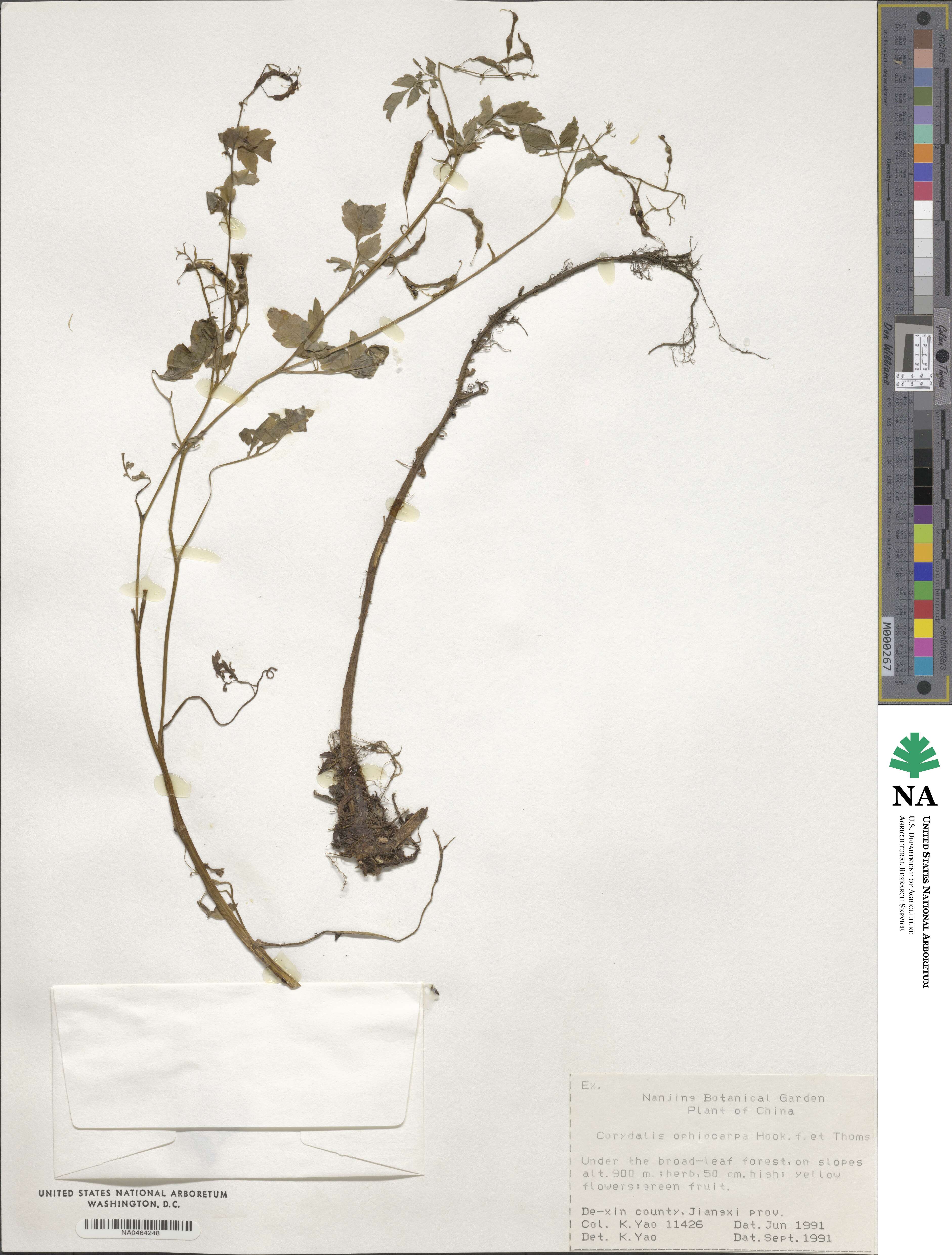 Corydalis ophiocarpa image
