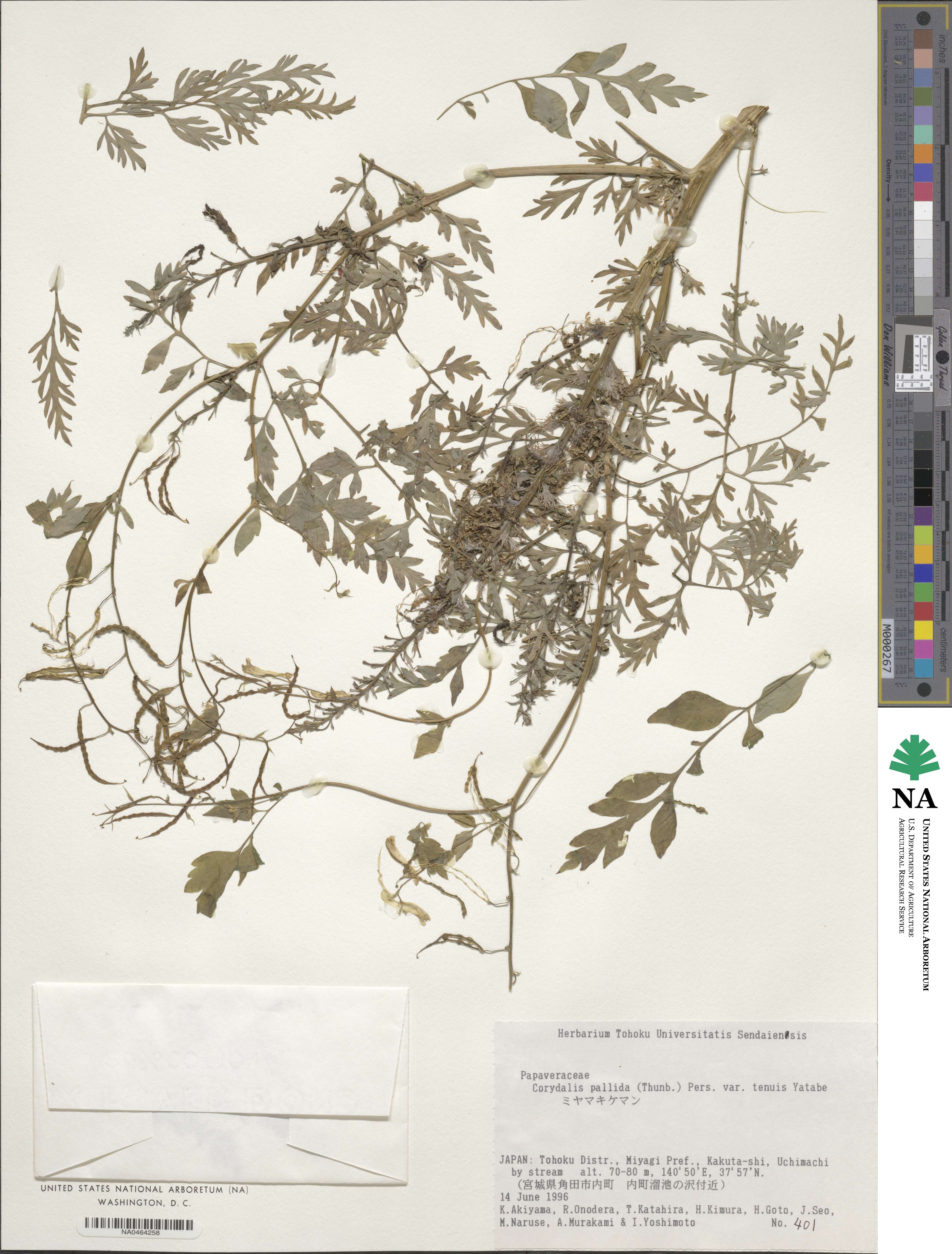 Corydalis pallida image