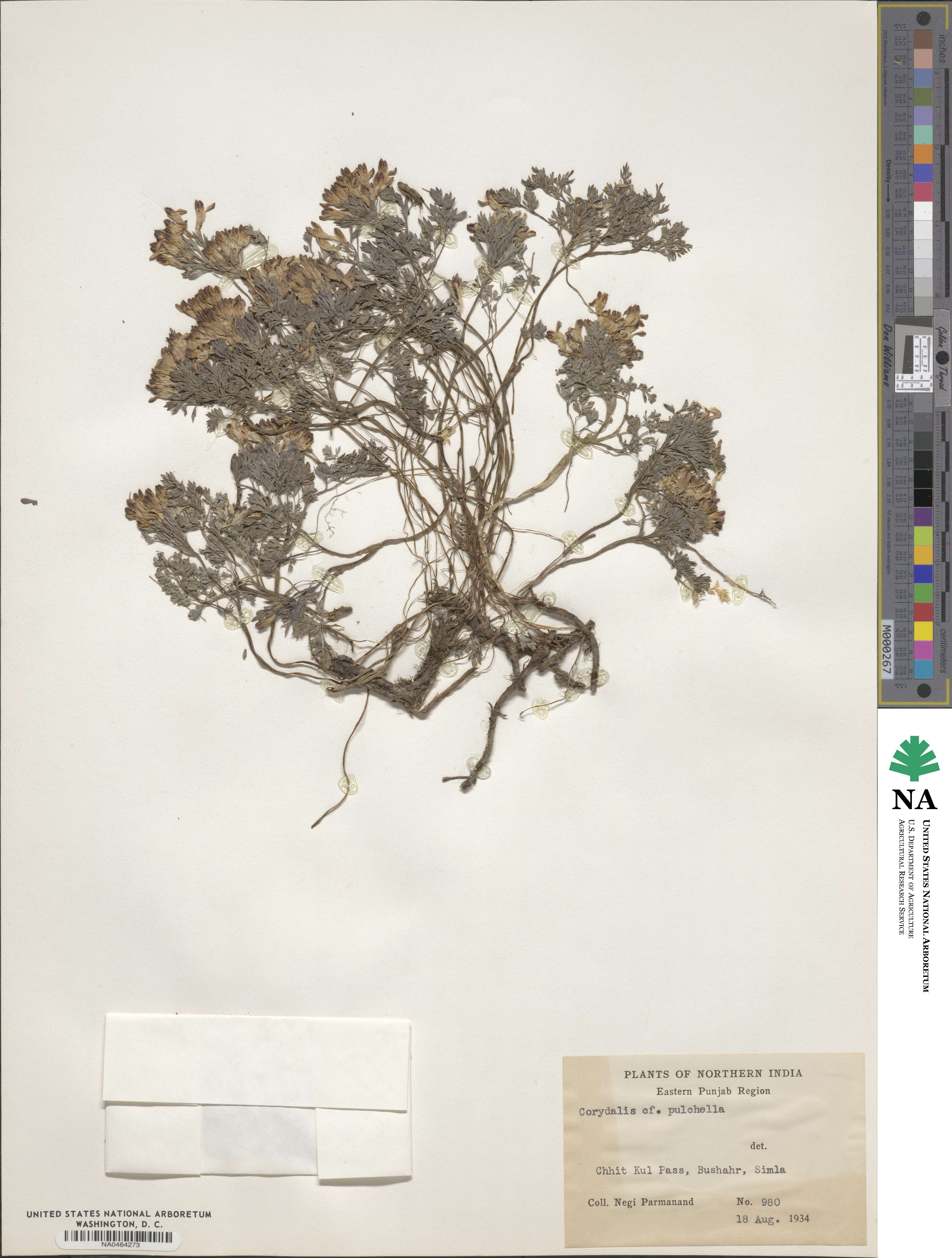 Corydalis pulchella image