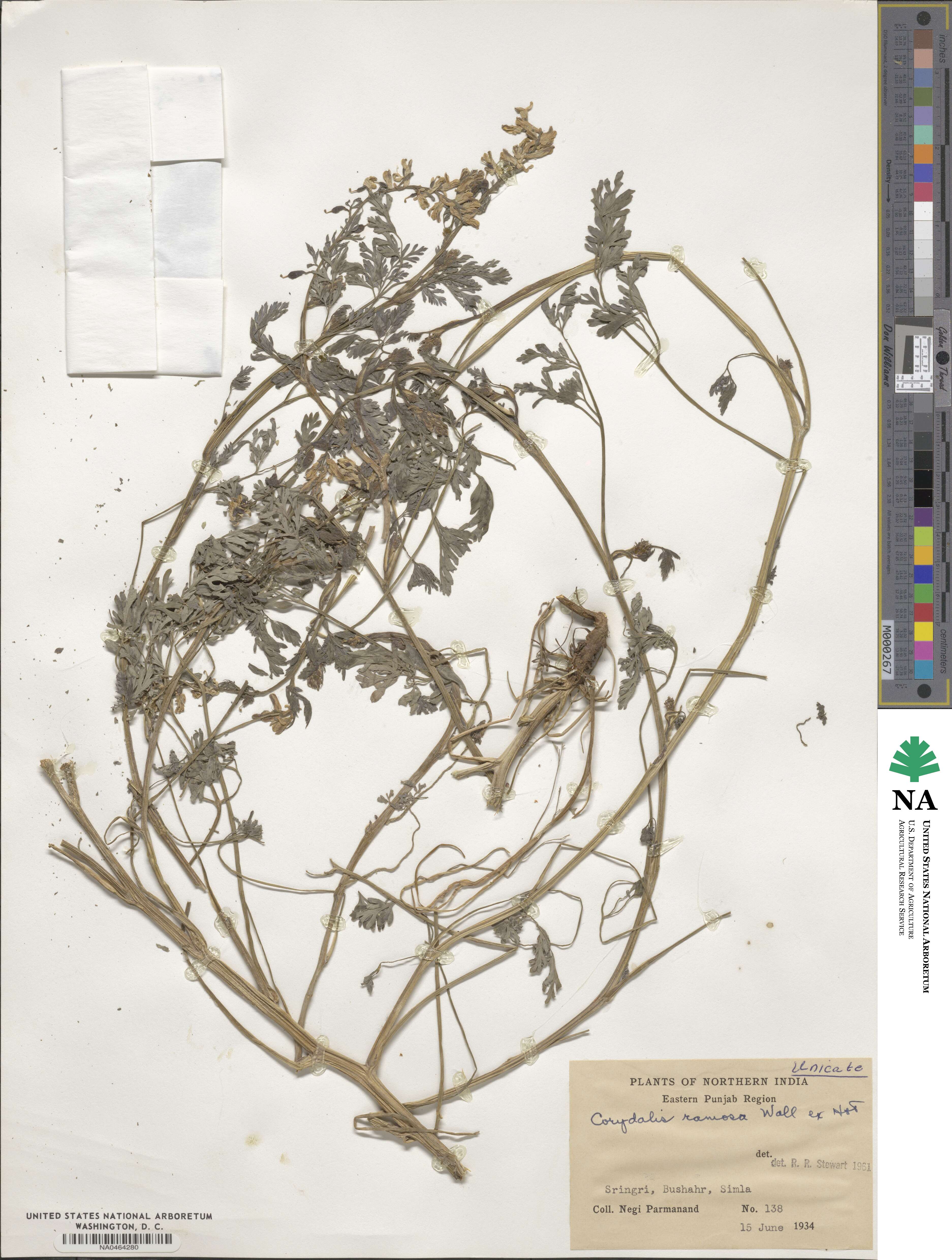 Corydalis vaginans image