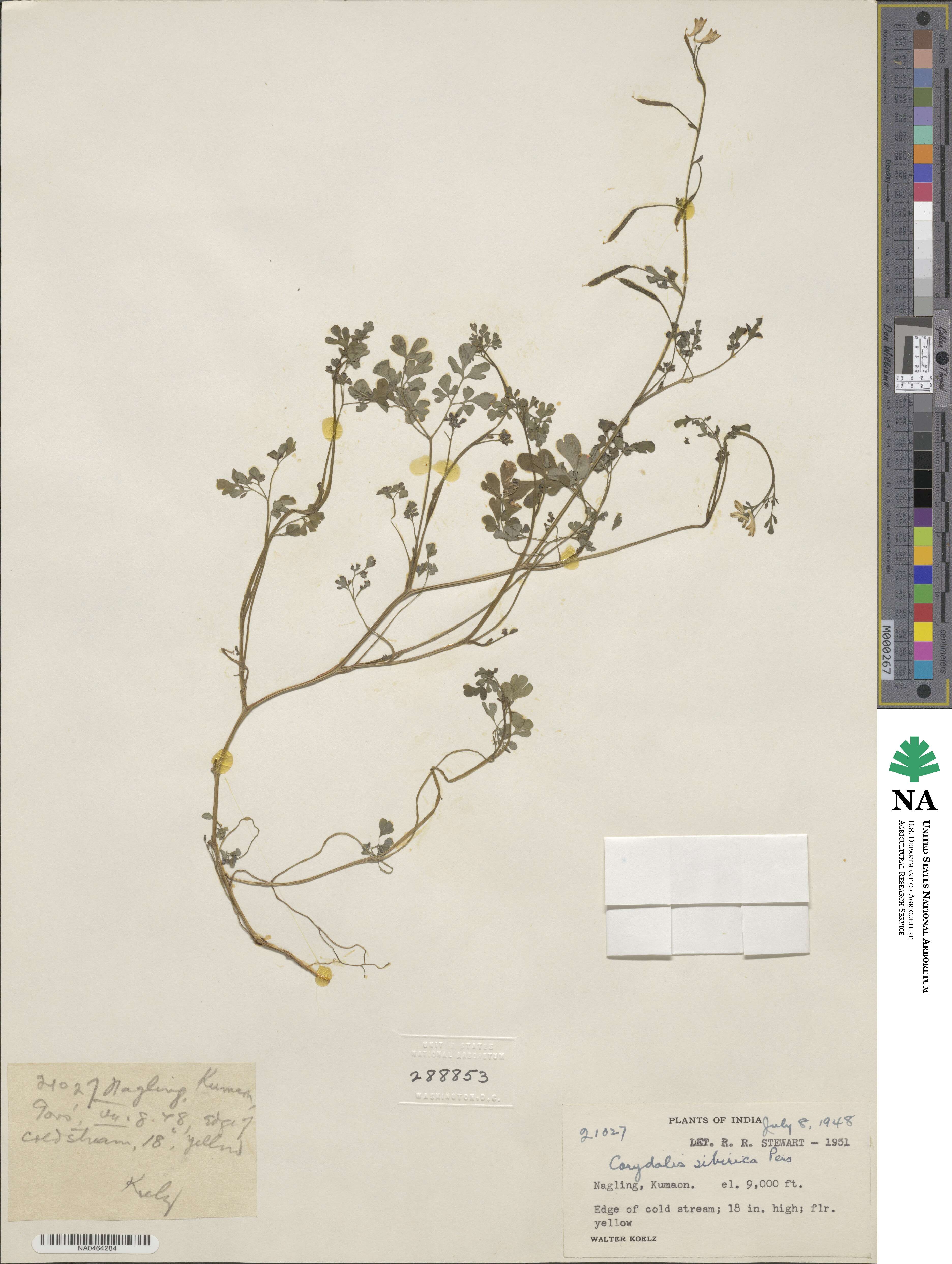 Corydalis sibirica image