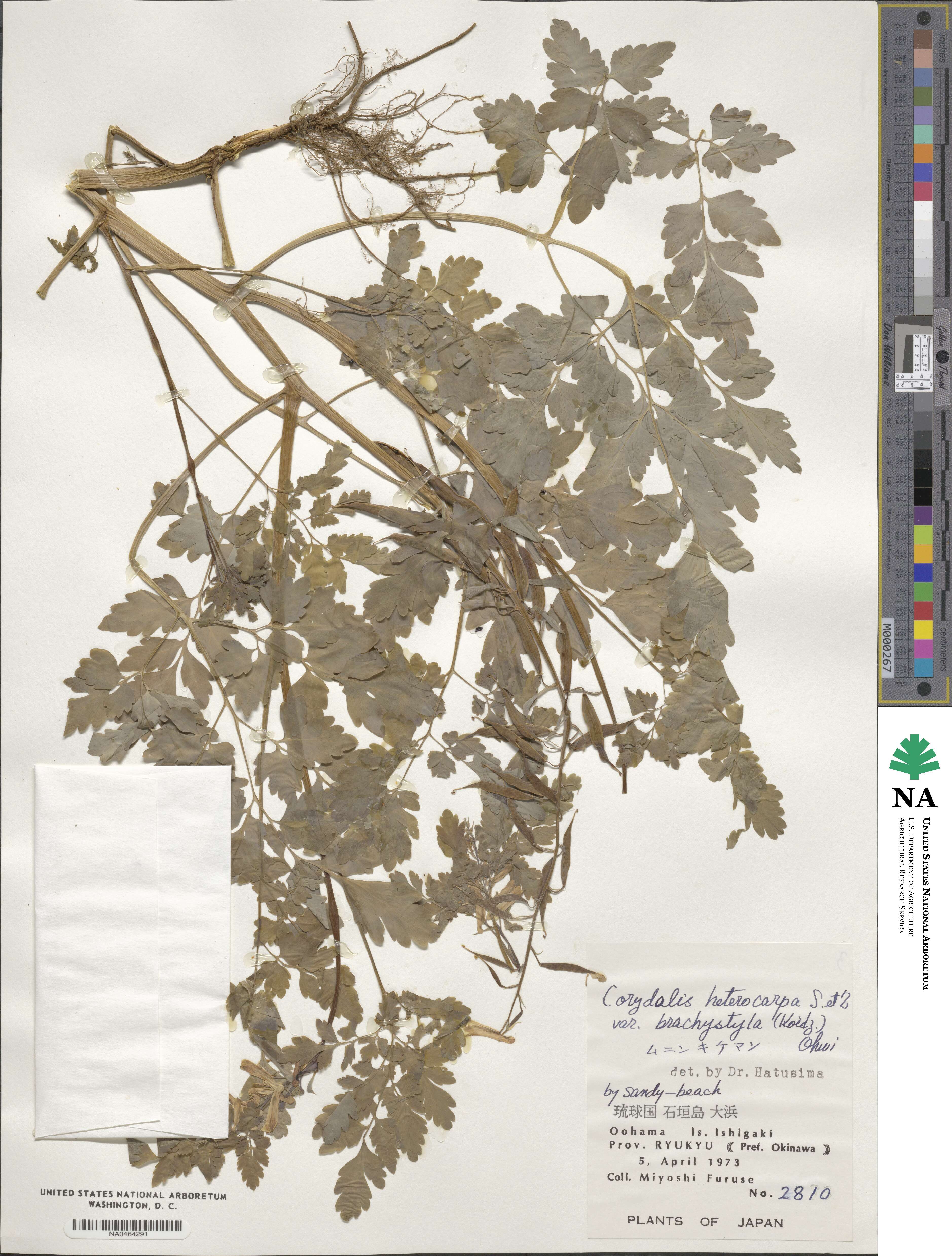 Corydalis orthopoda image