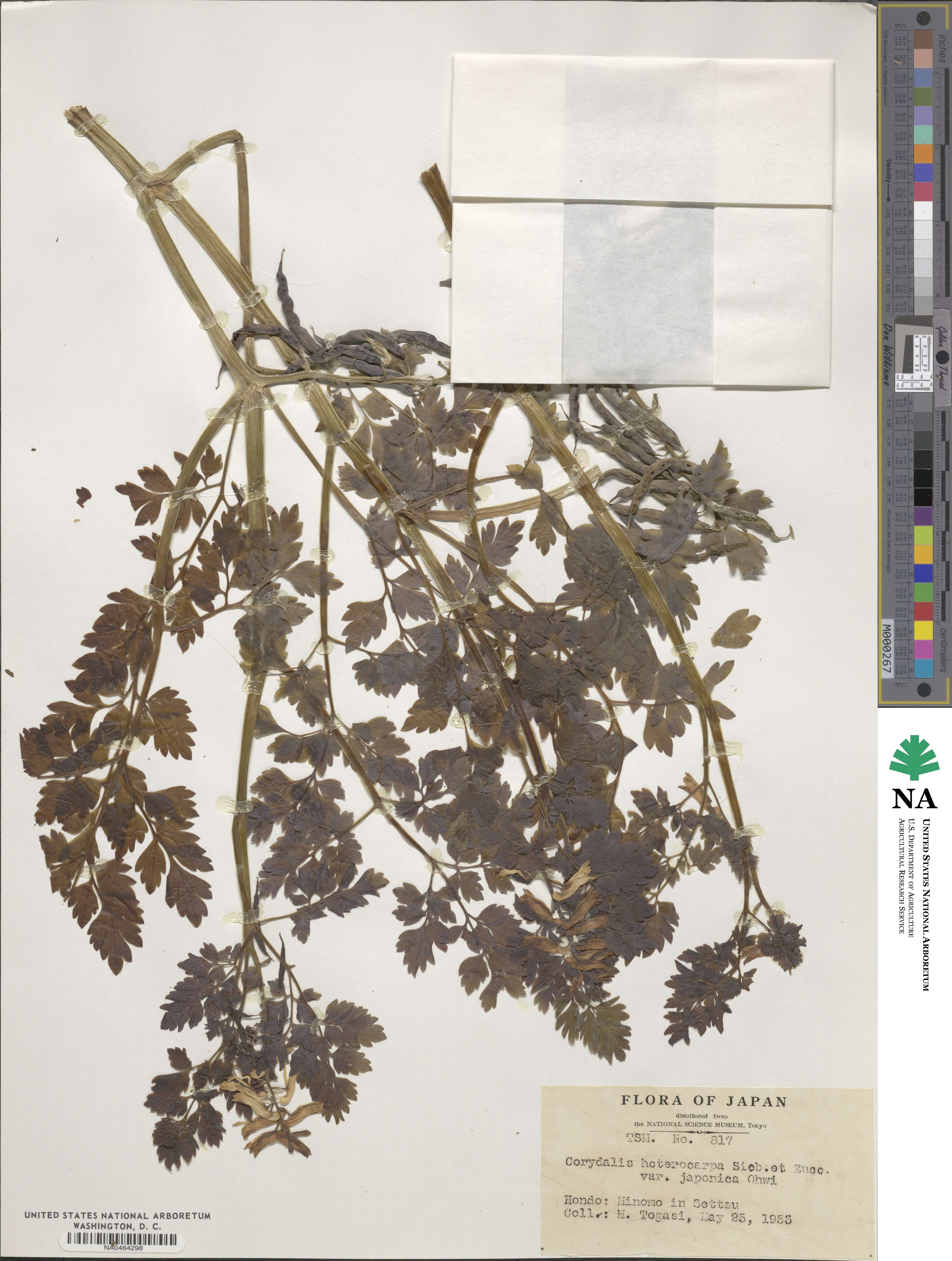 Corydalis platycarpa image