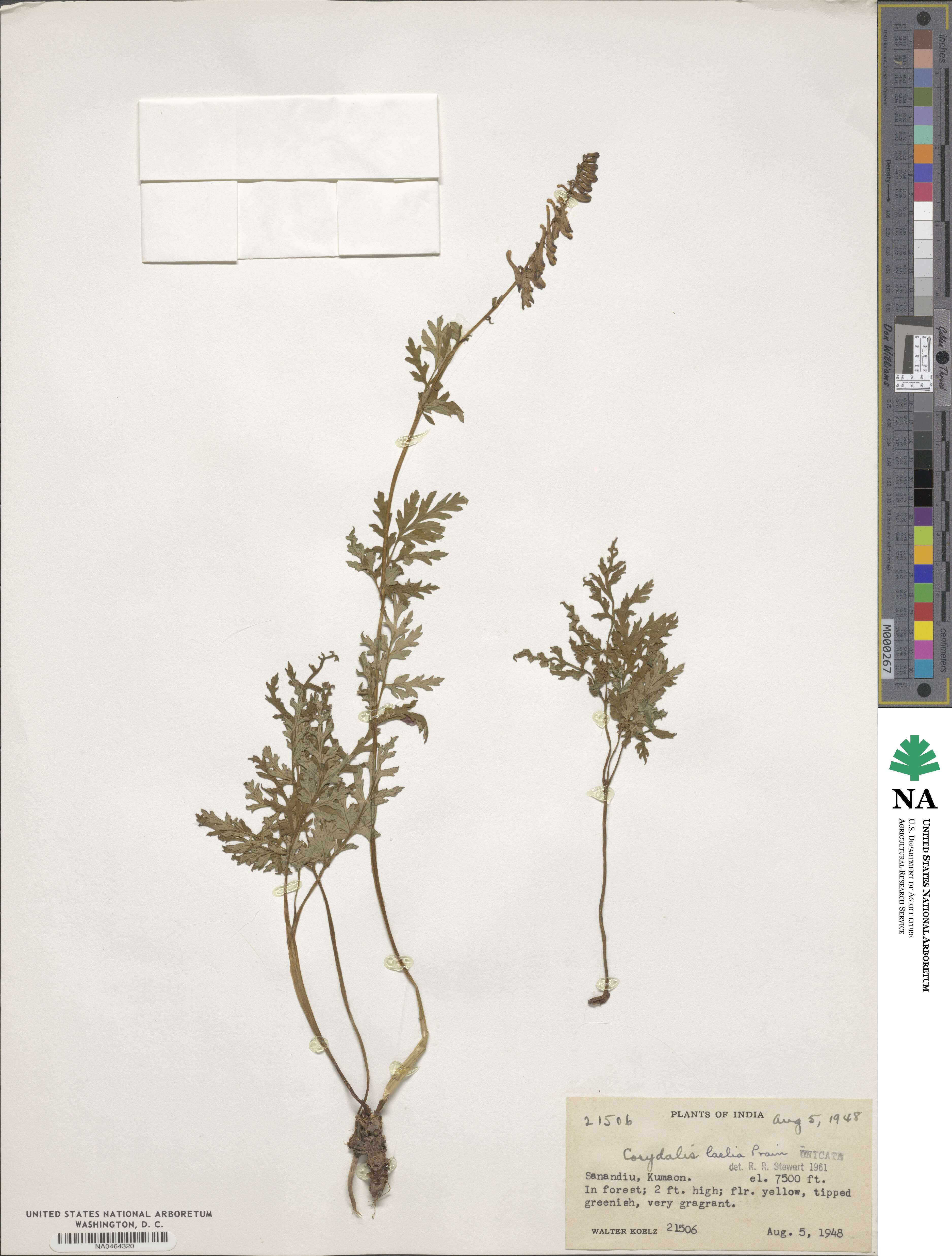 Corydalis laelia image