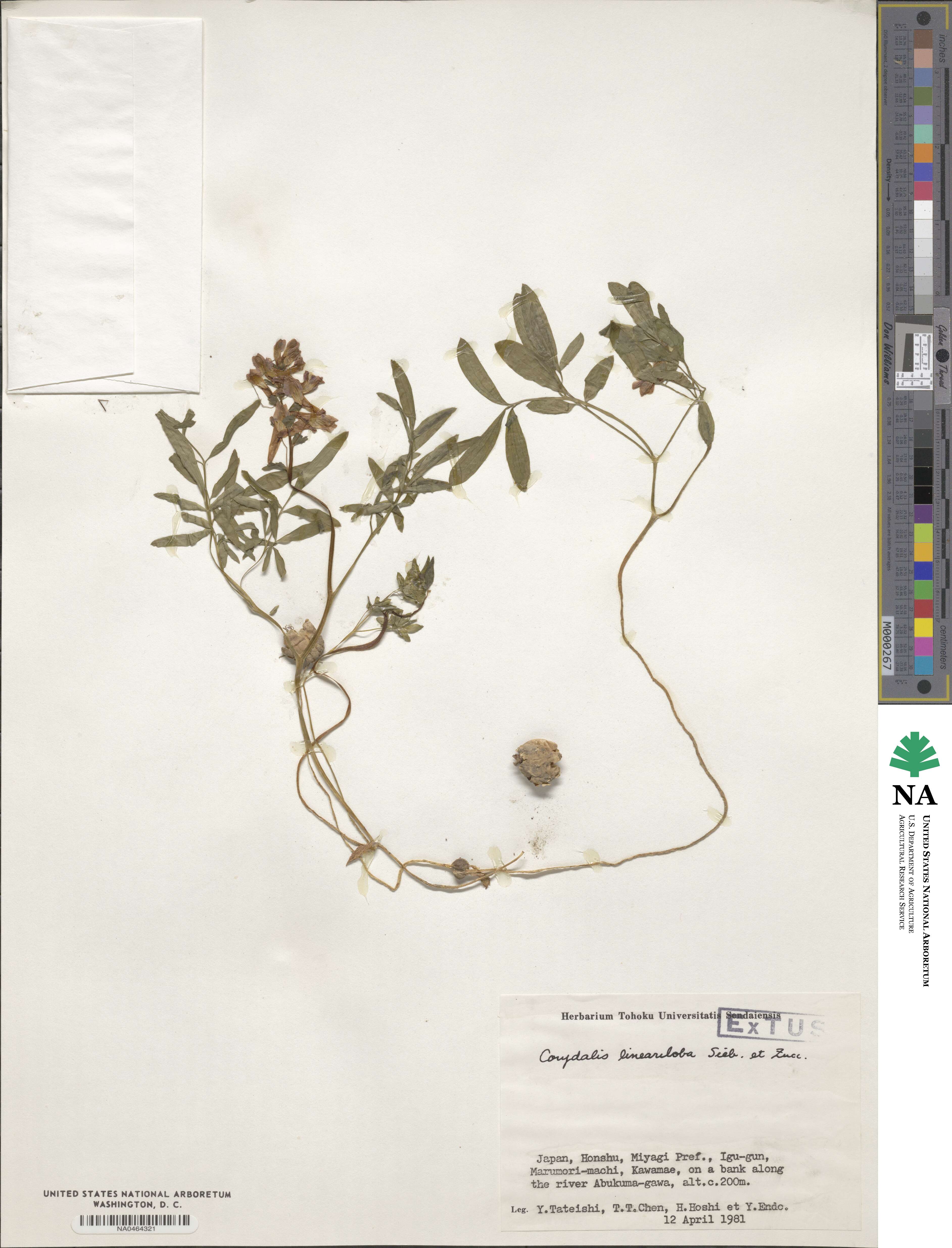 Corydalis image