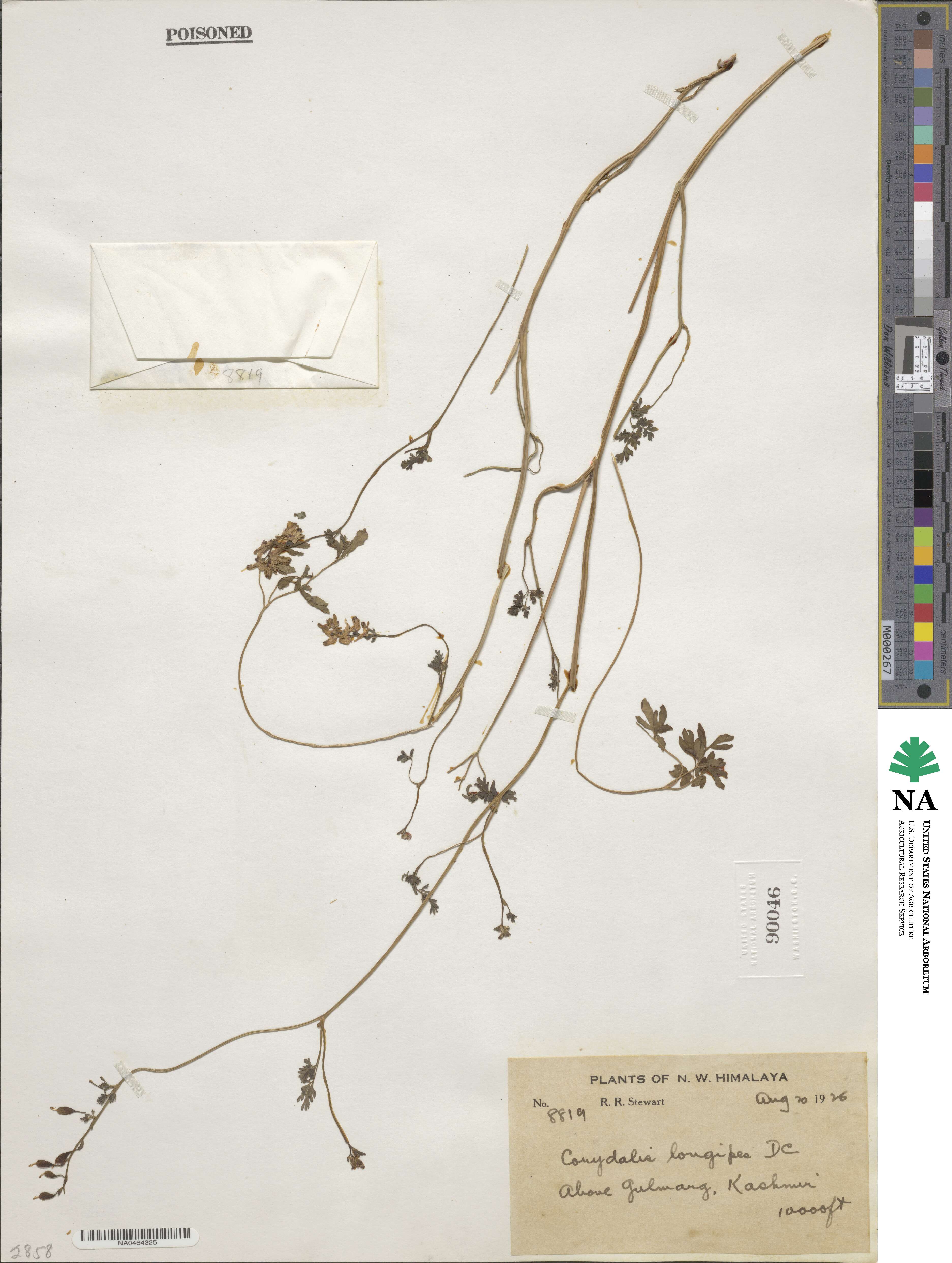 Corydalis longipes image