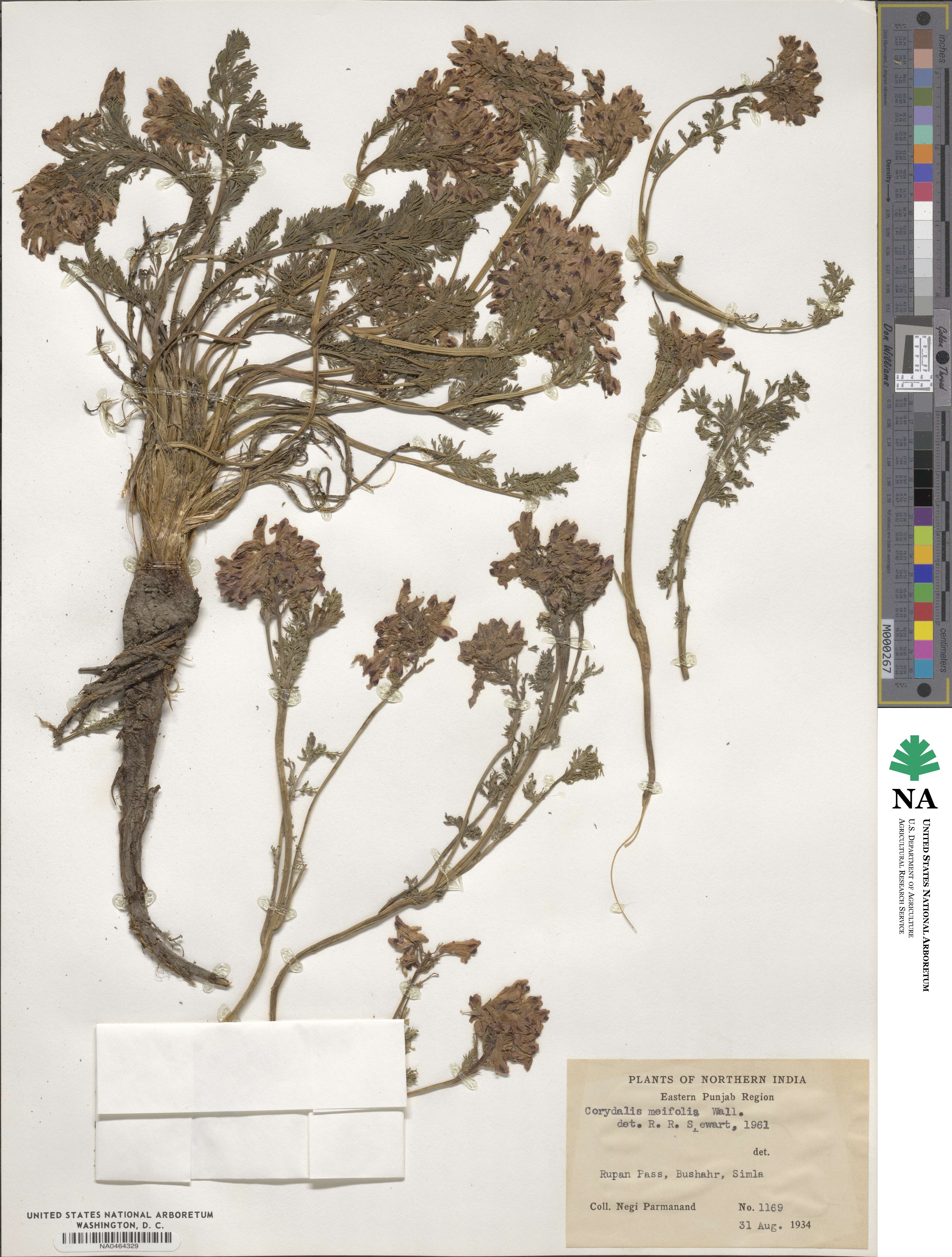 Corydalis meifolia image