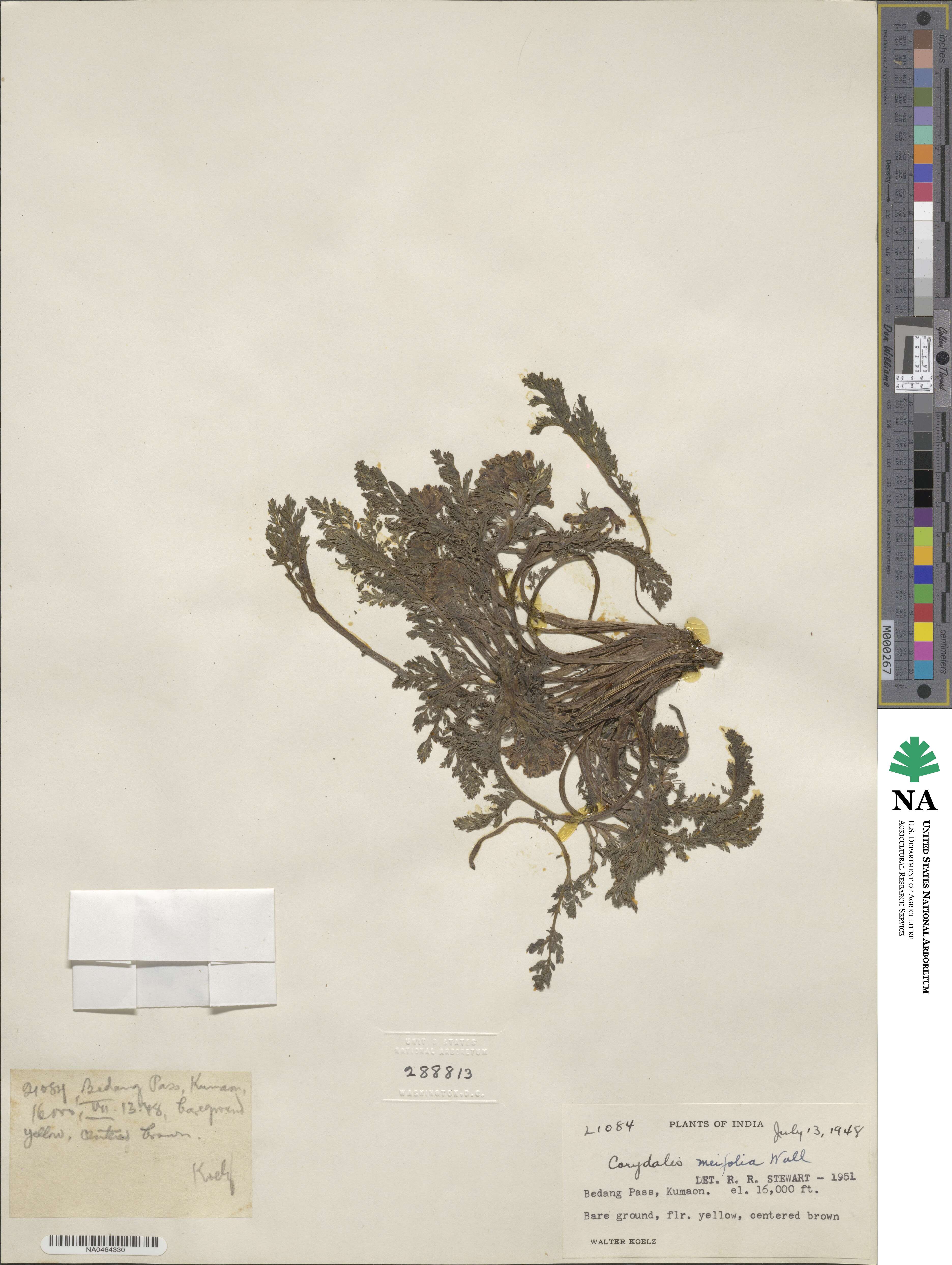 Corydalis meifolia image