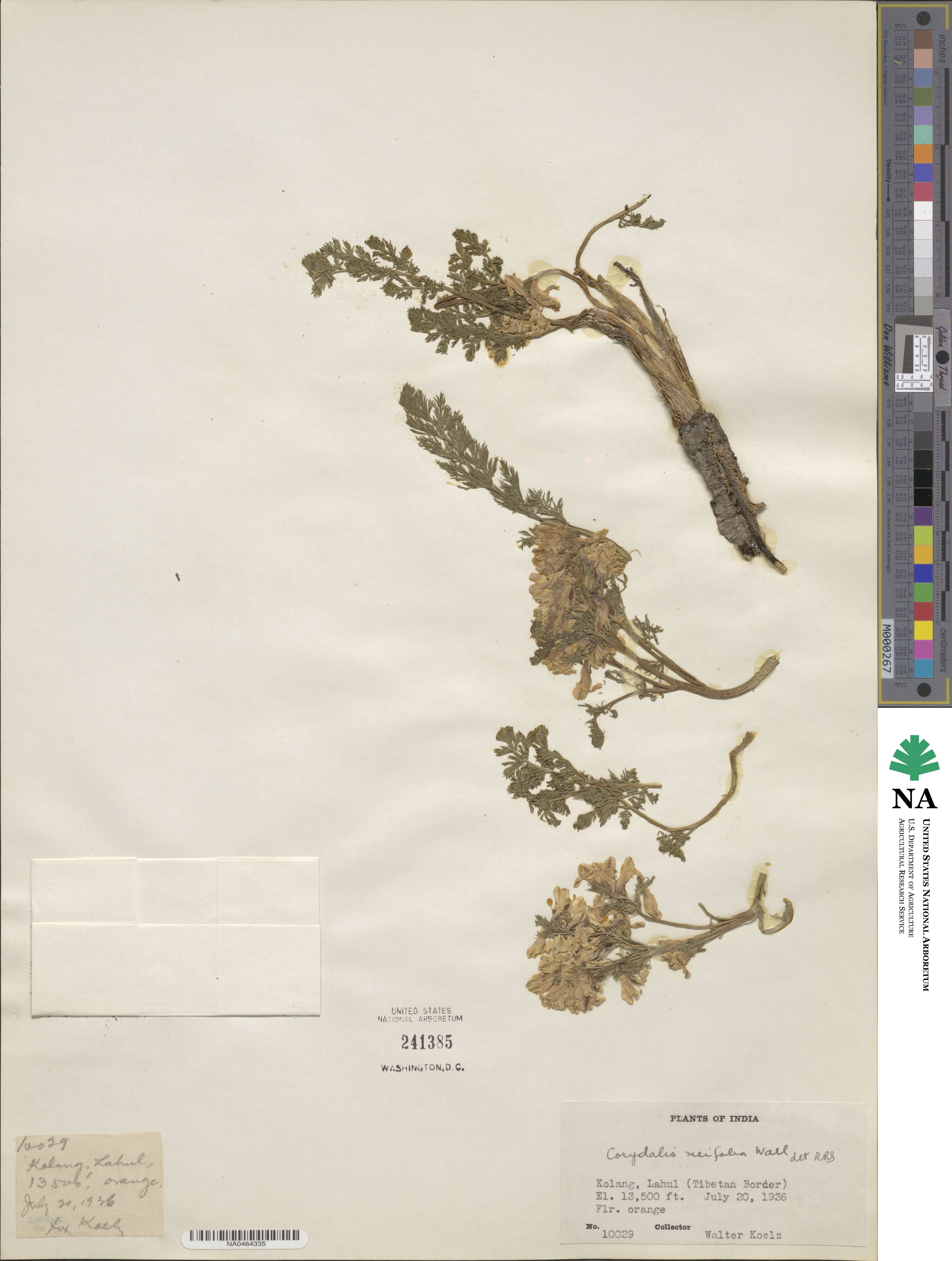 Corydalis meifolia image
