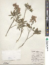 Corydalis ambigua image