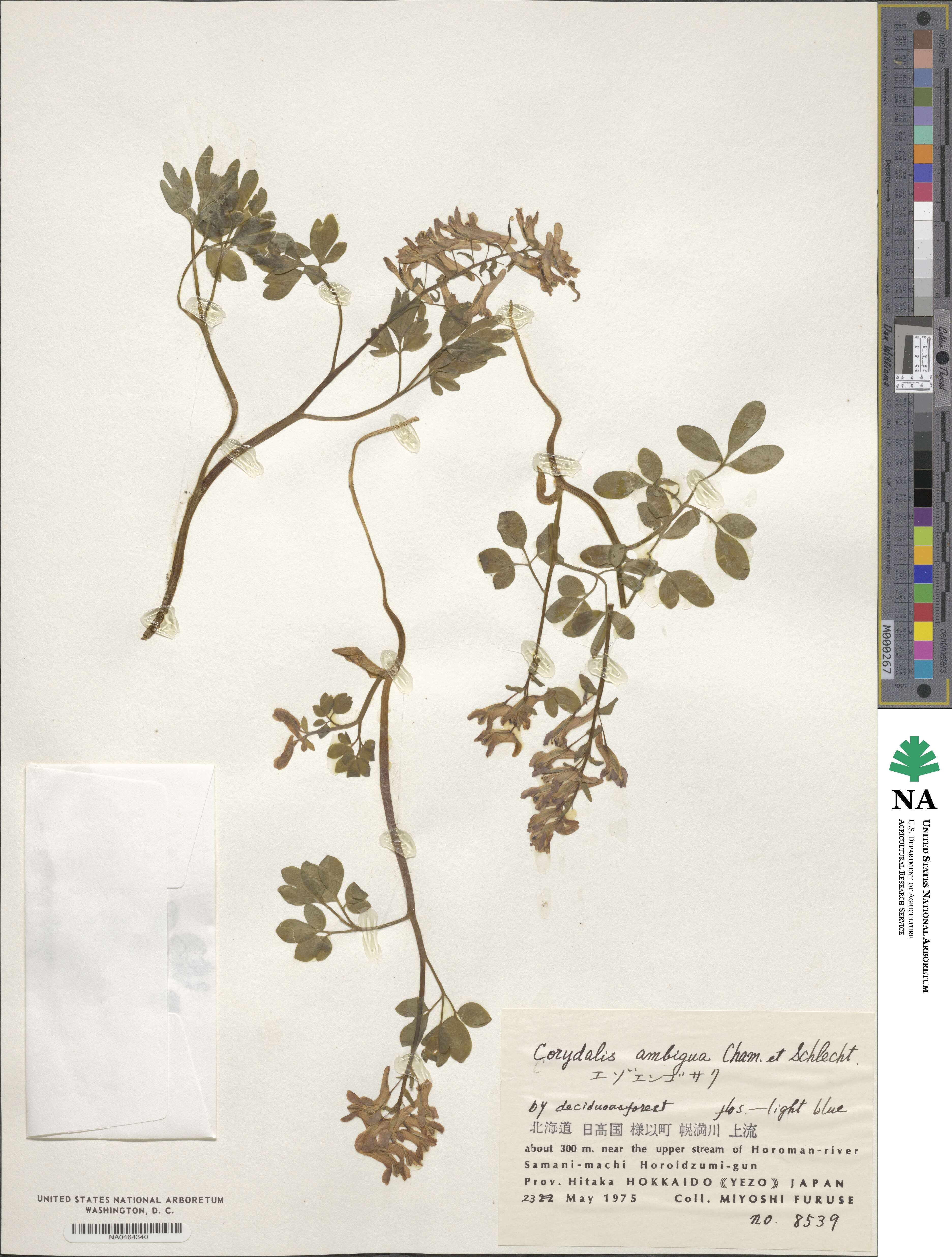 Corydalis ambigua image