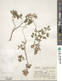 Corydalis ambigua image