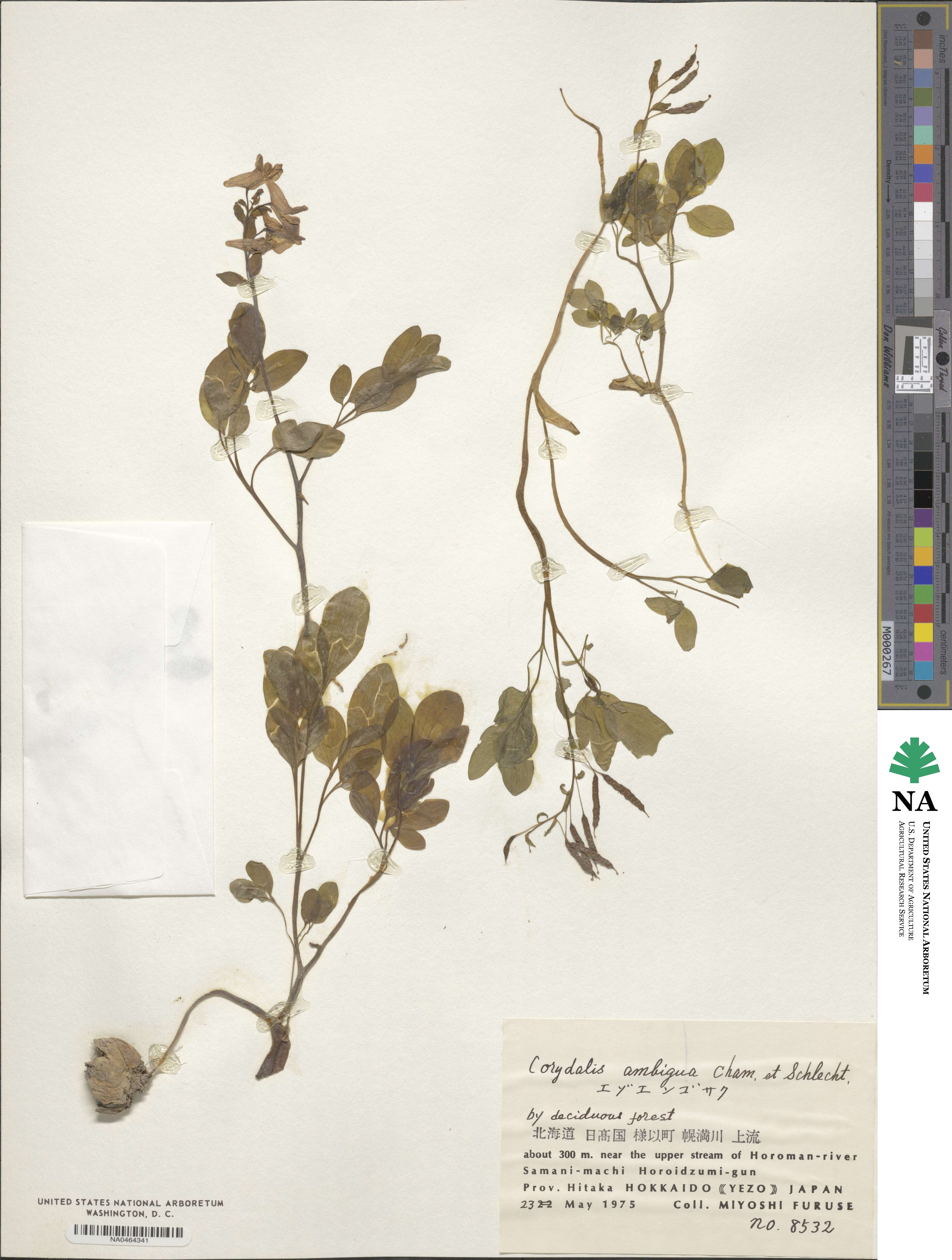 Corydalis ambigua image