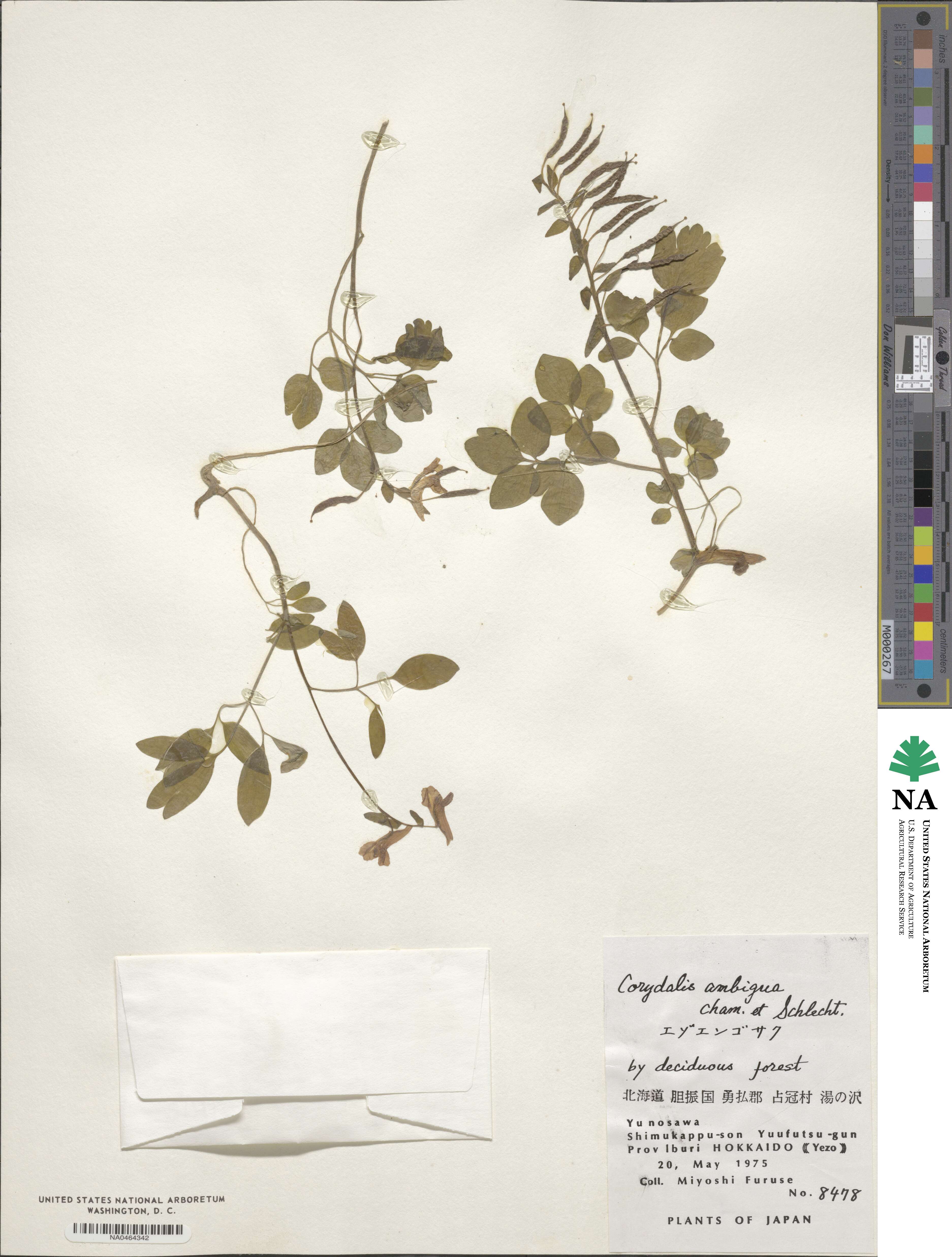 Corydalis ambigua image