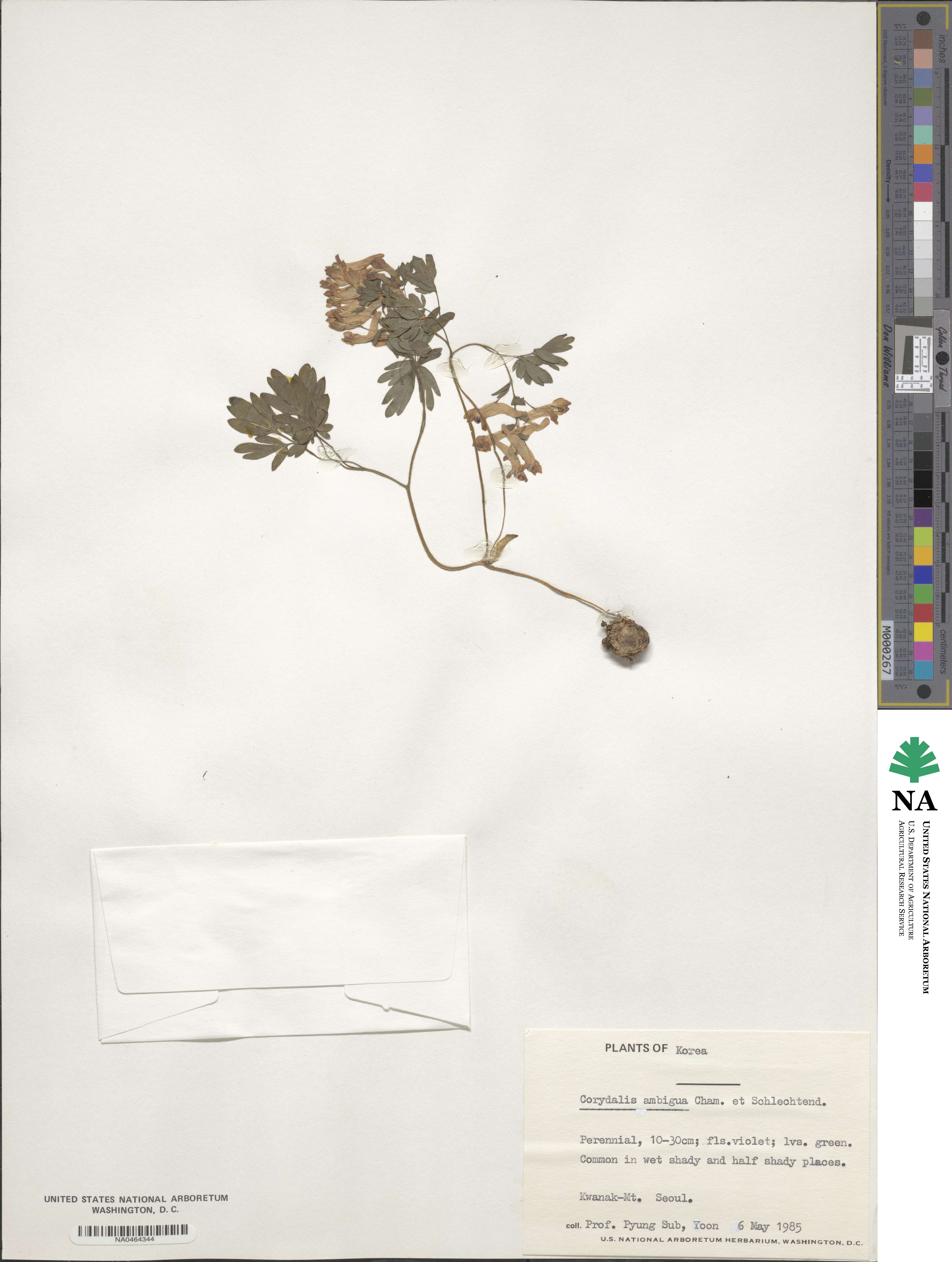 Corydalis ambigua image