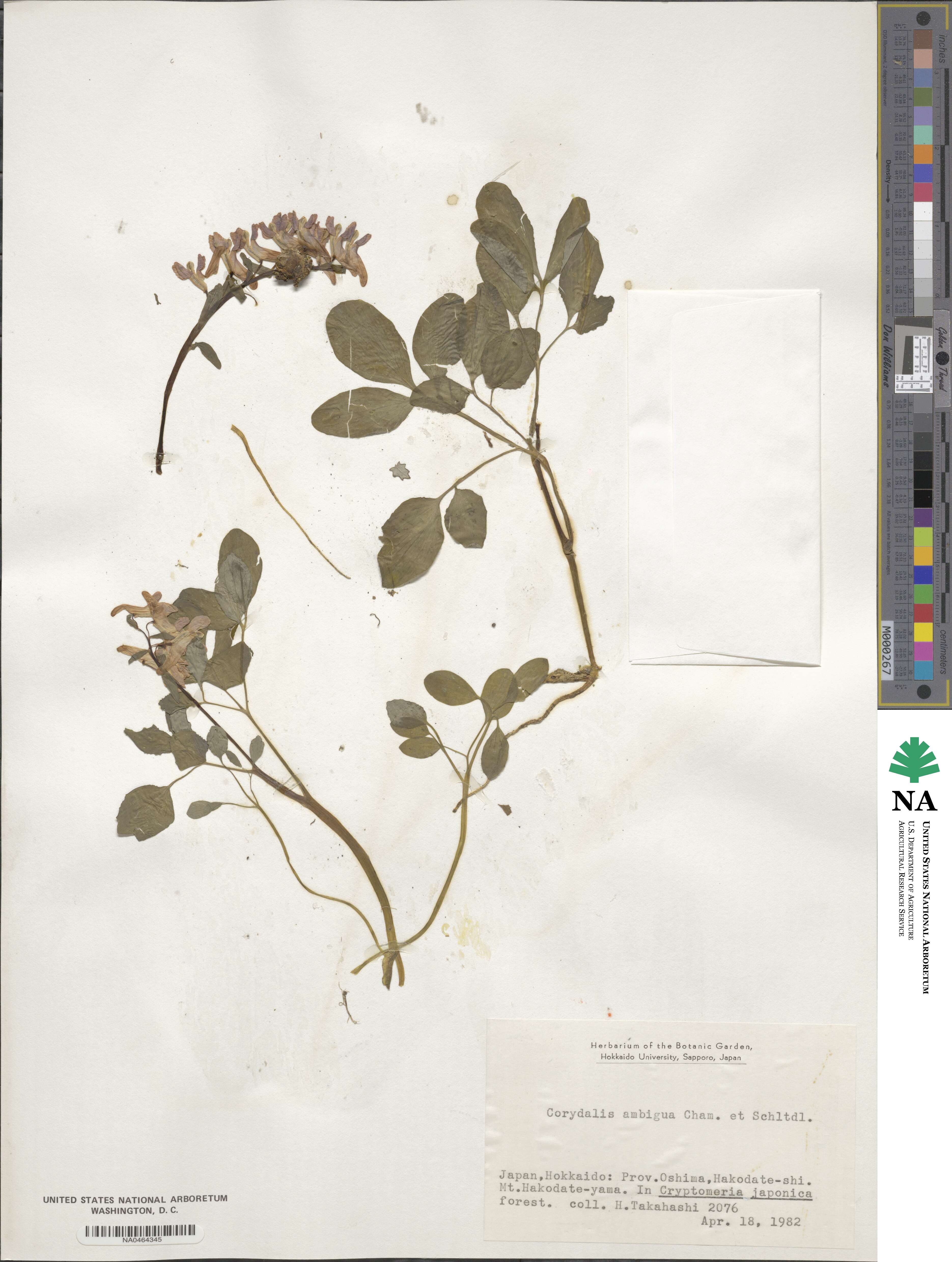Corydalis ambigua image