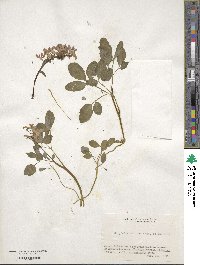 Corydalis ambigua image